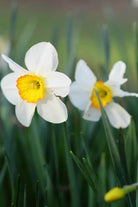 Outdoor Plant Narcissus Narcissus