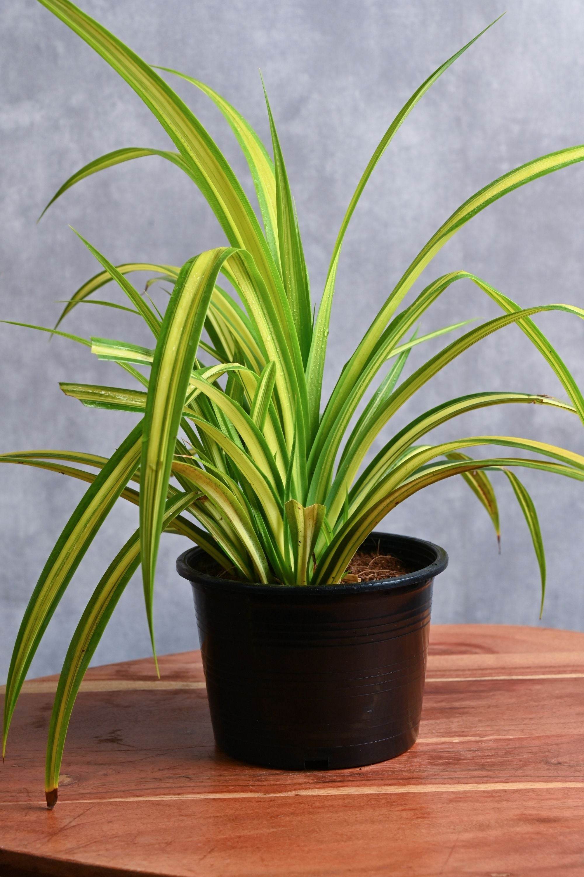 Outdoor Plant Pandanus baptistii Pandanus baptistii