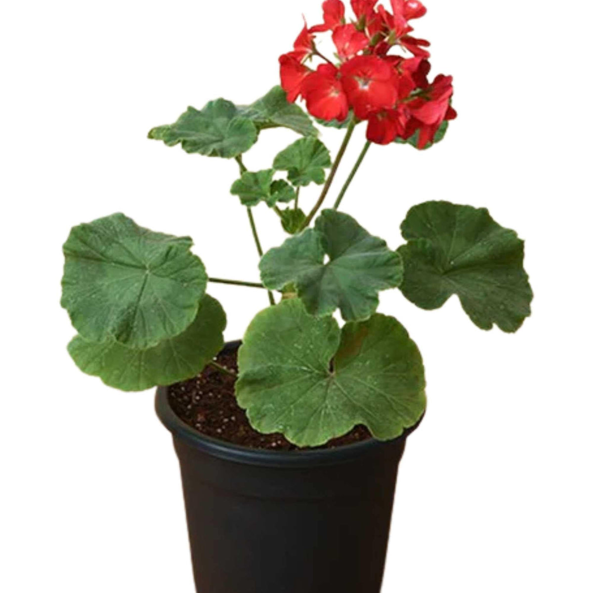 pelargonium indoor plant Pelargonium spp. – Adplants