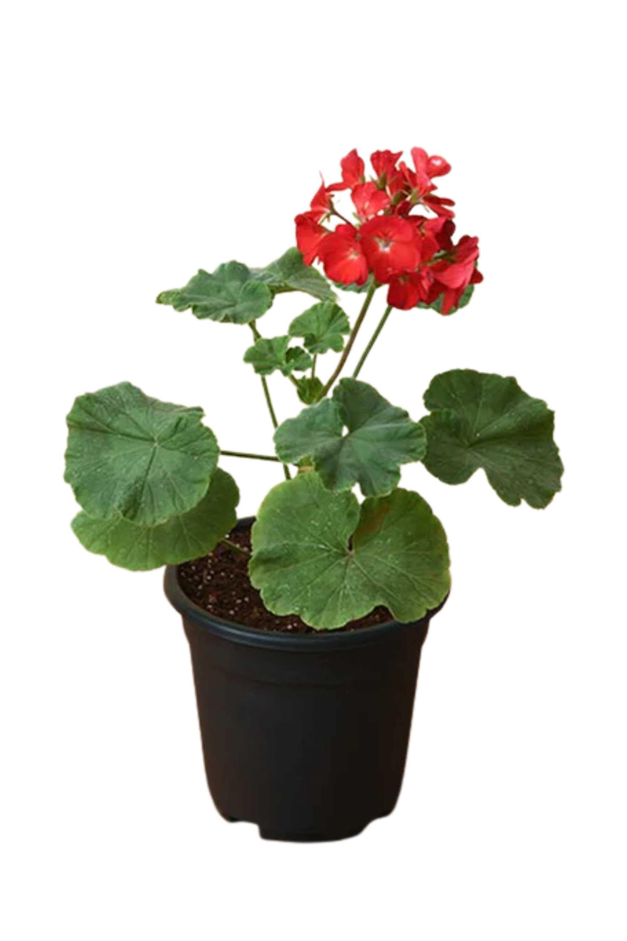 Outdoor Plant Pelargonium spp. Pelargonium spp.