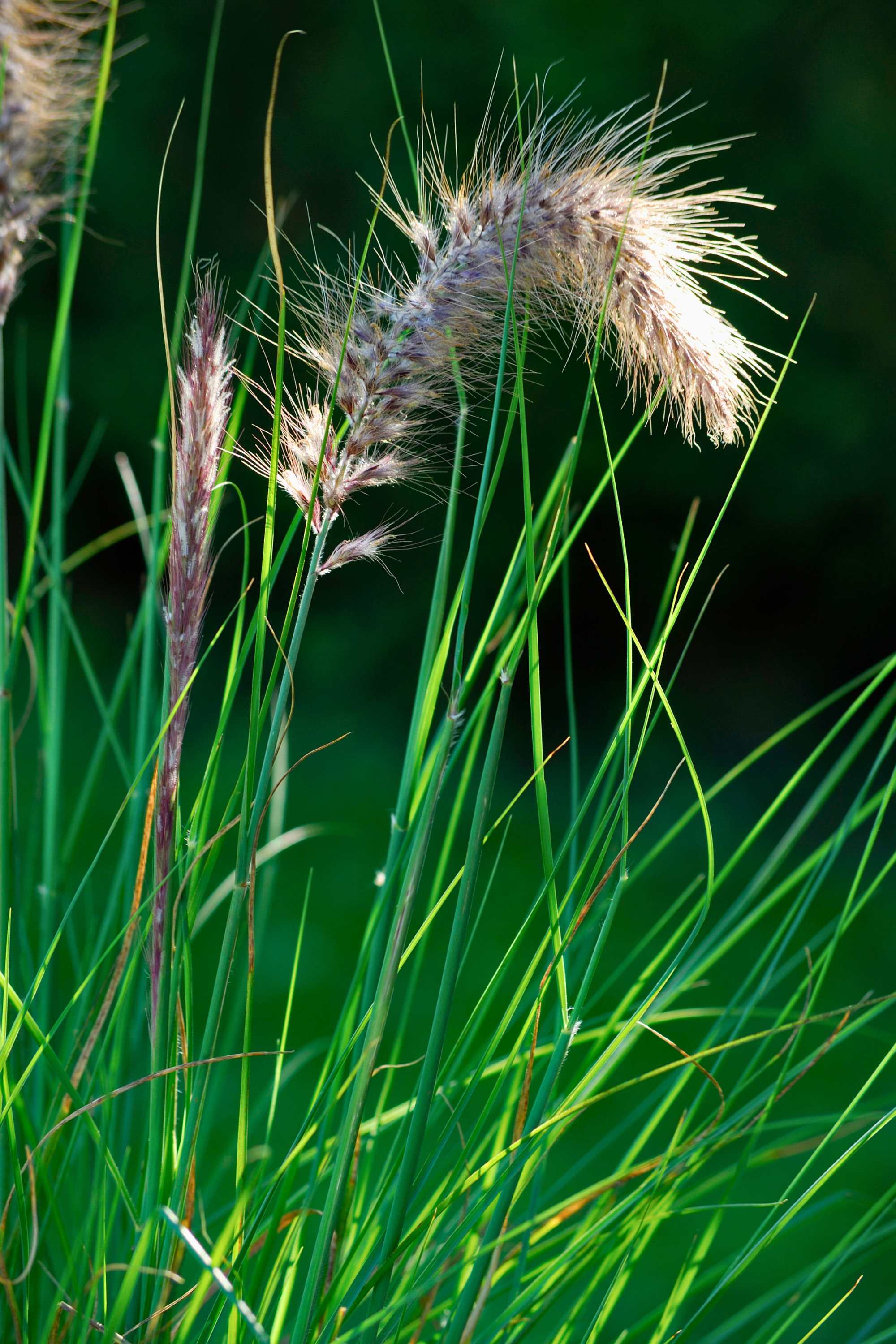 Outdoor Plant Pennisetum setaceum Pennisetum setaceum