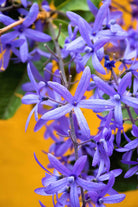 Outdoor Plant Petrea volubilis Petrea volubilis