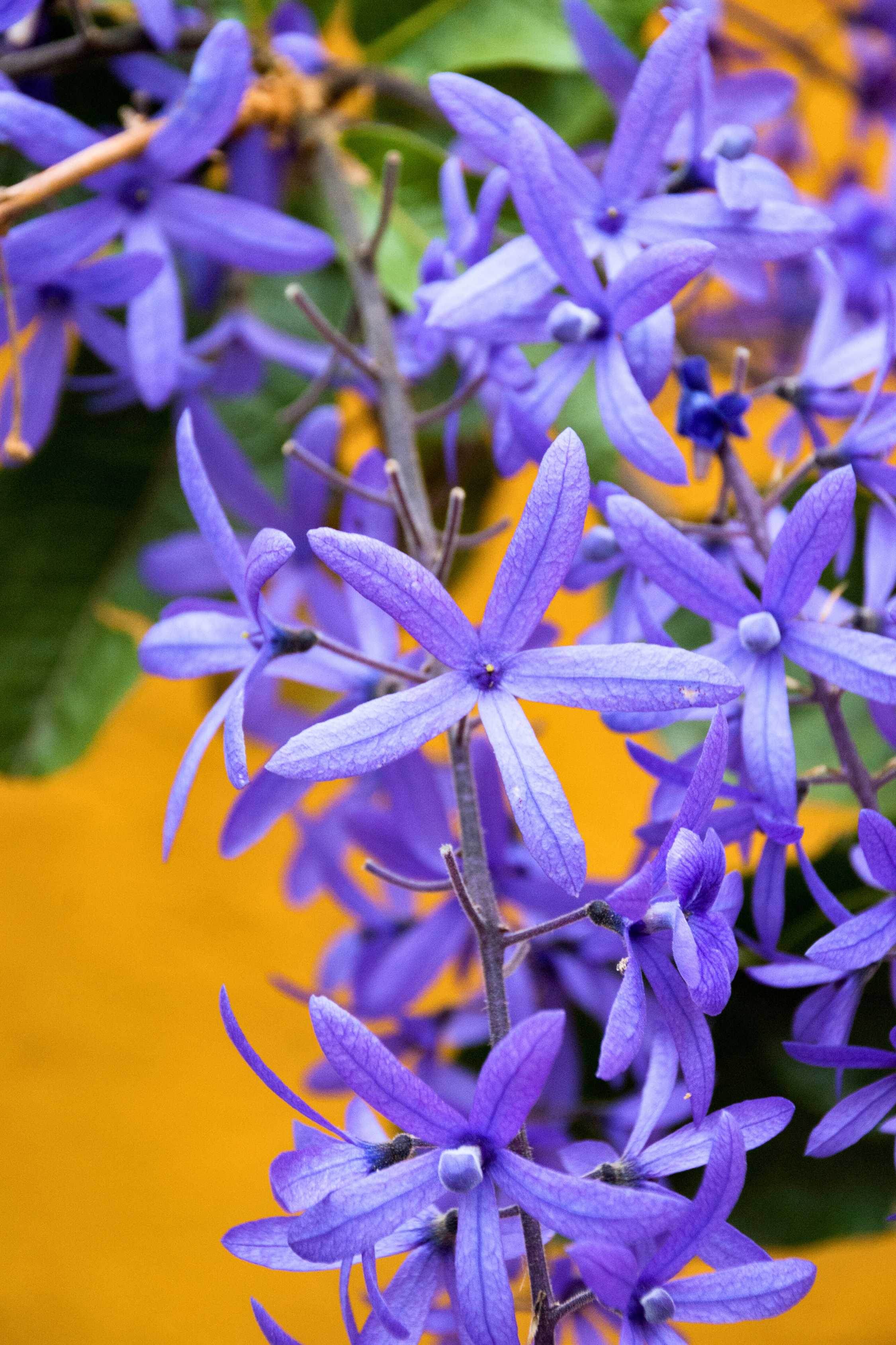 Outdoor Plant Petrea volubilis Petrea volubilis