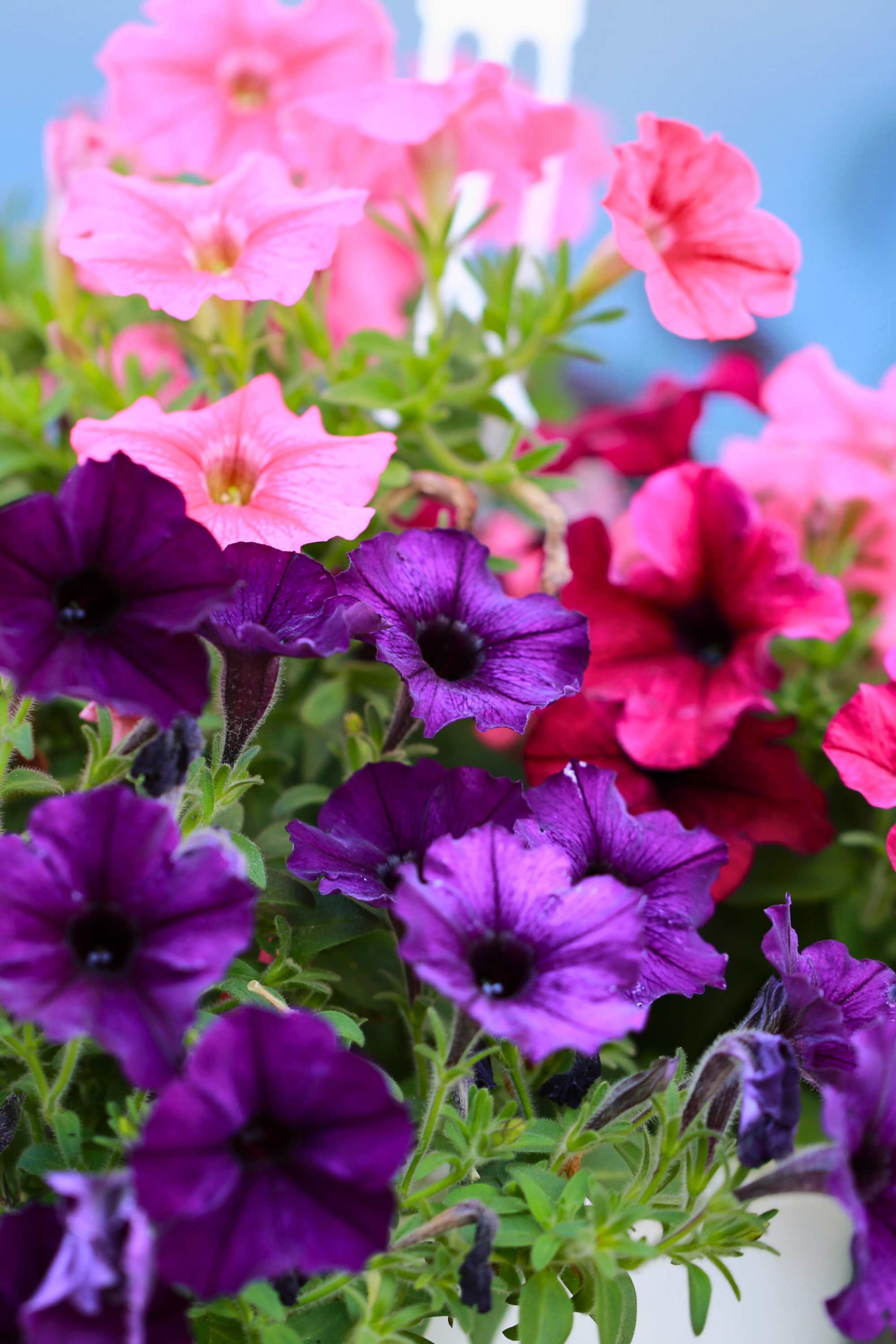 Outdoor Plant Petunia hybrida Petunia hybrida