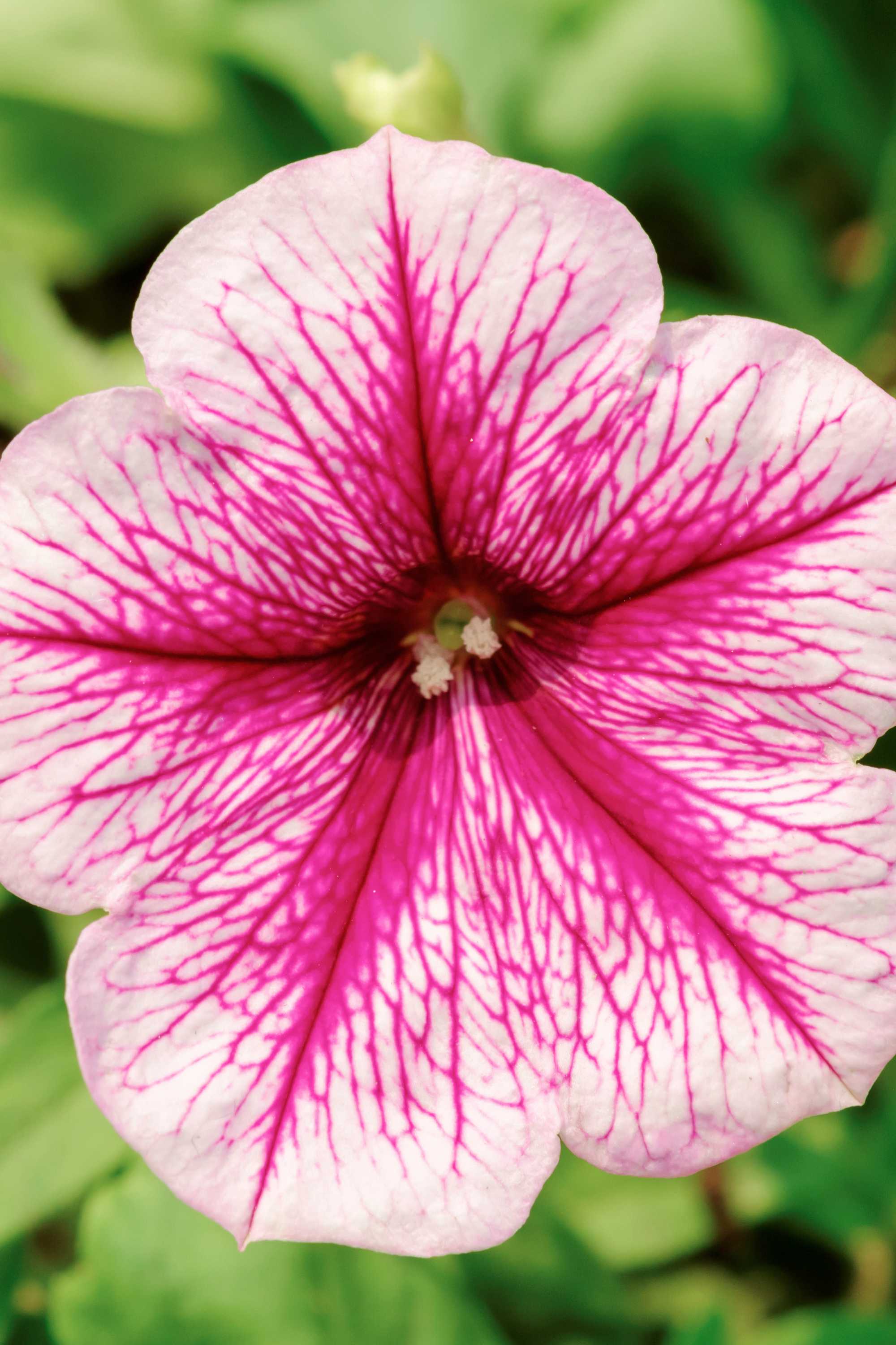 Outdoor Plant Petunia hybrida Petunia hybrida