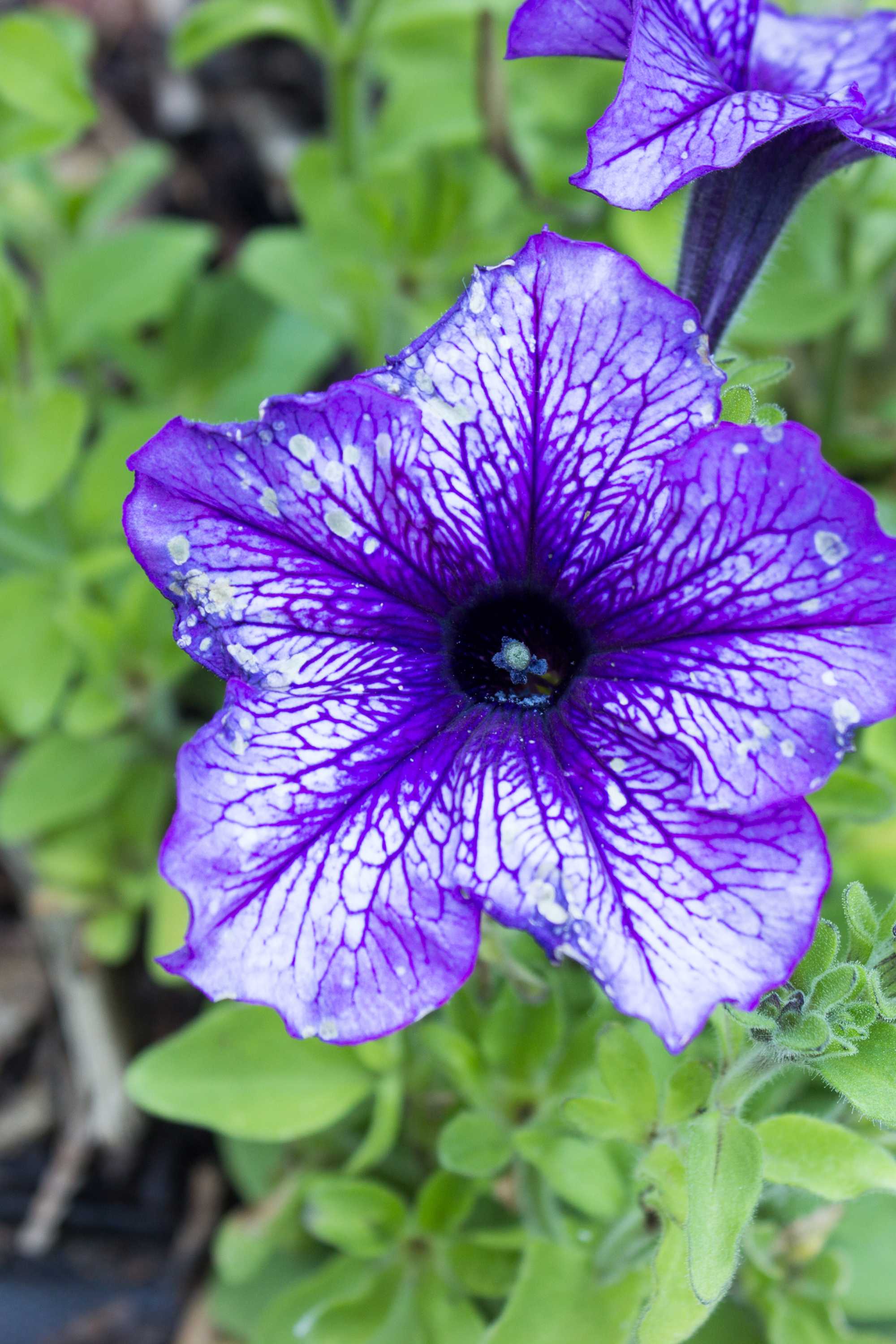 Outdoor Plant Petunia hybrida Petunia hybrida