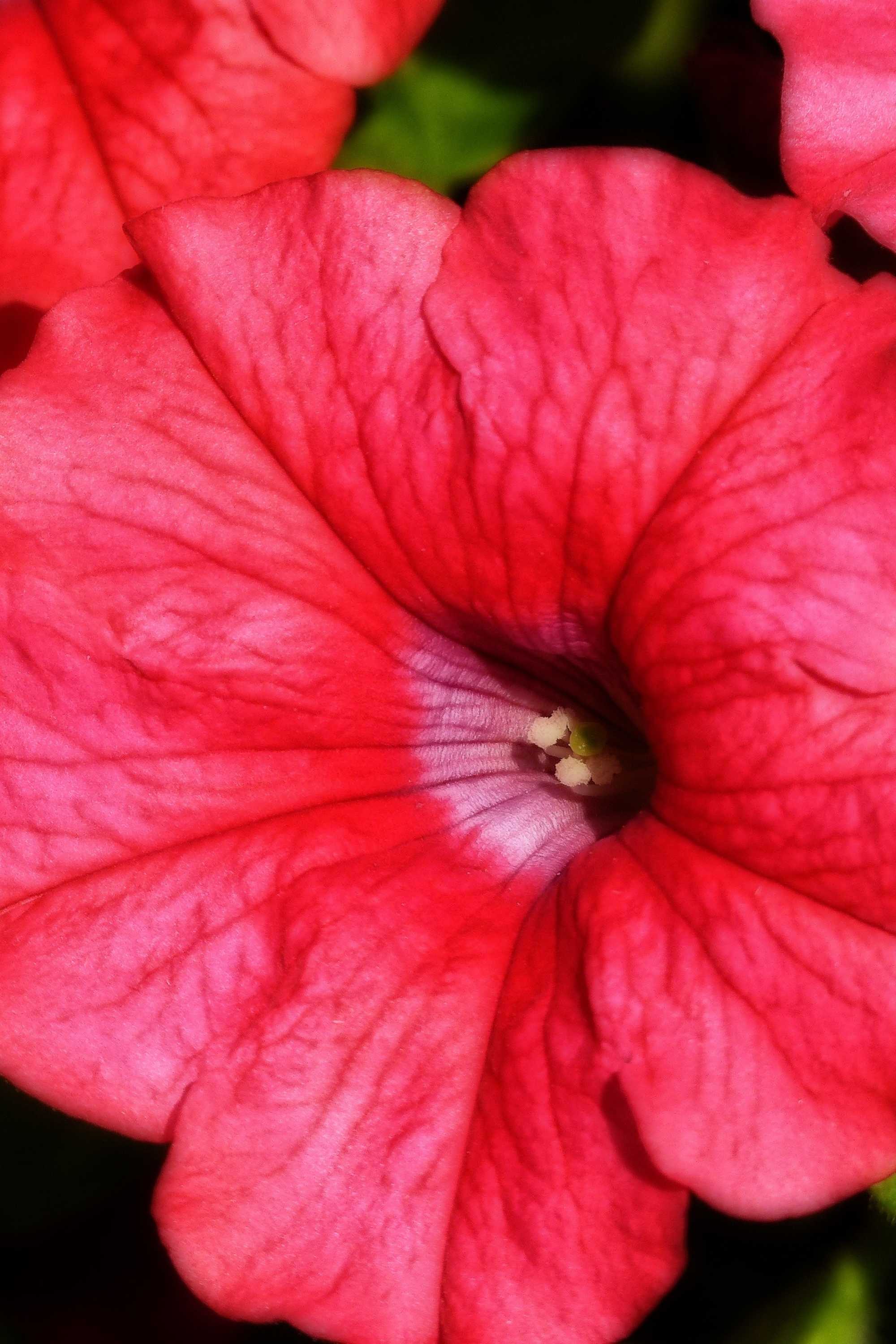 Outdoor Plant Petunia hybrida Petunia hybrida