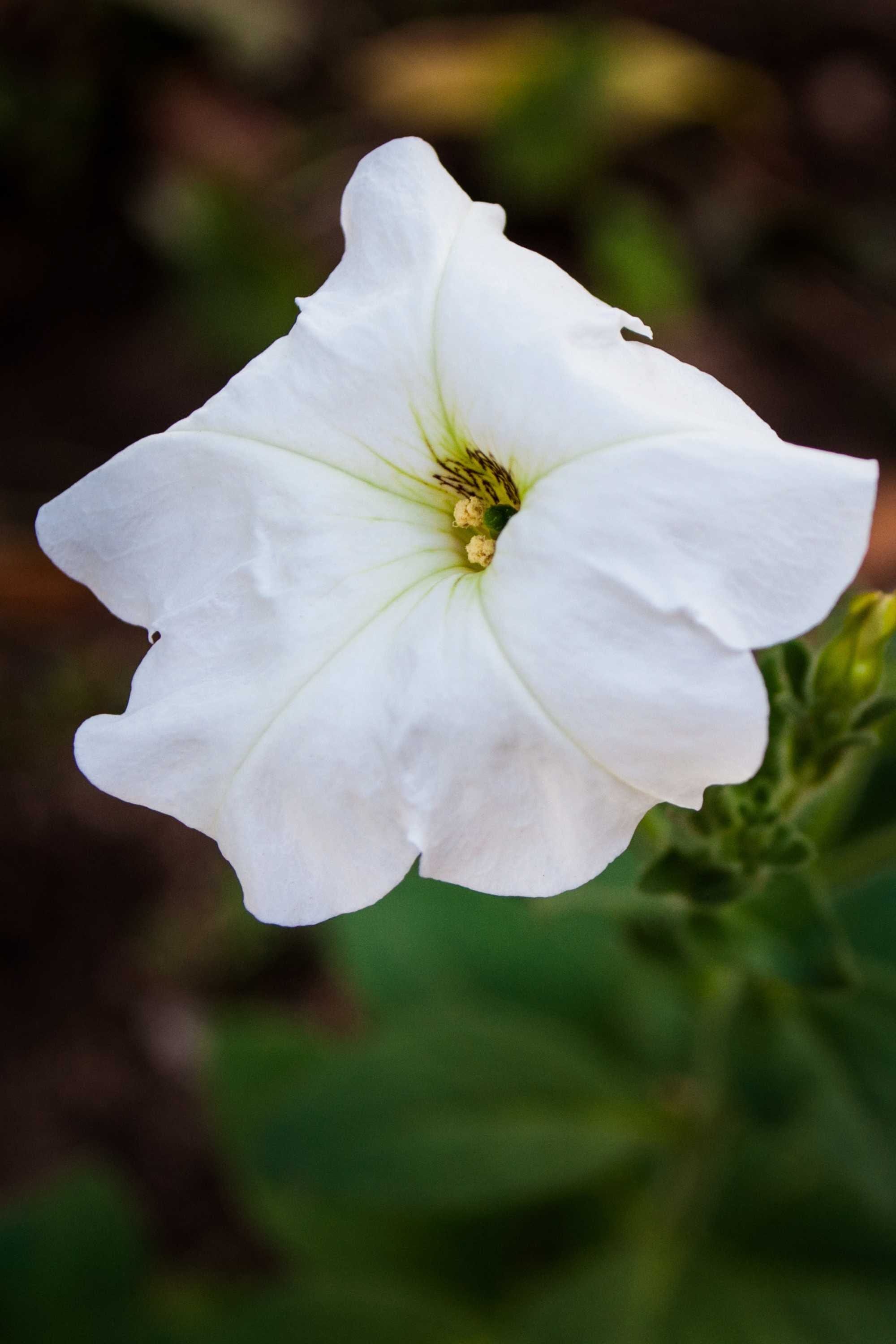 Outdoor Plant Petunia hybrida Petunia hybrida