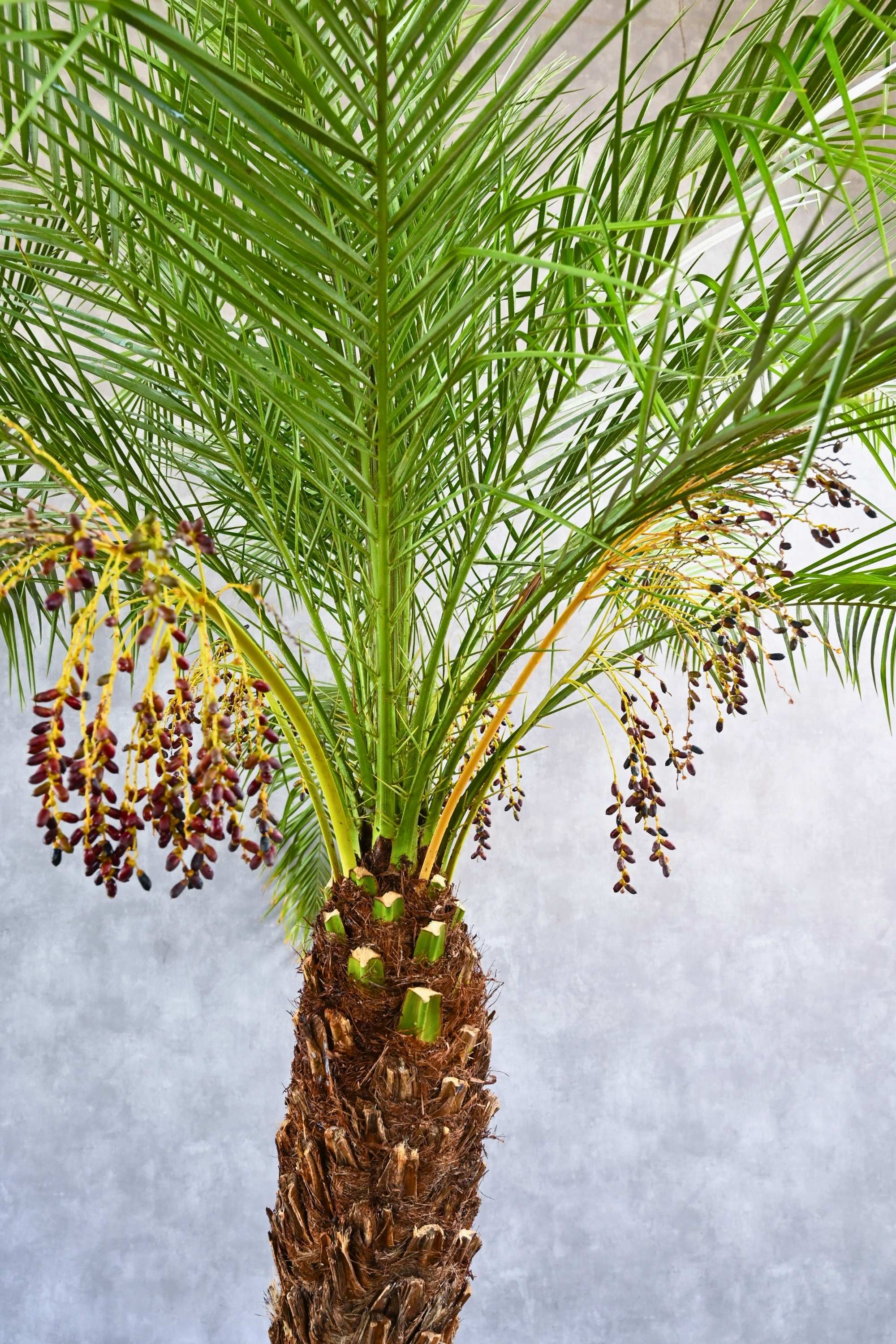 Outdoor Plant Phoenix roebelenii Phoenix roebelenii