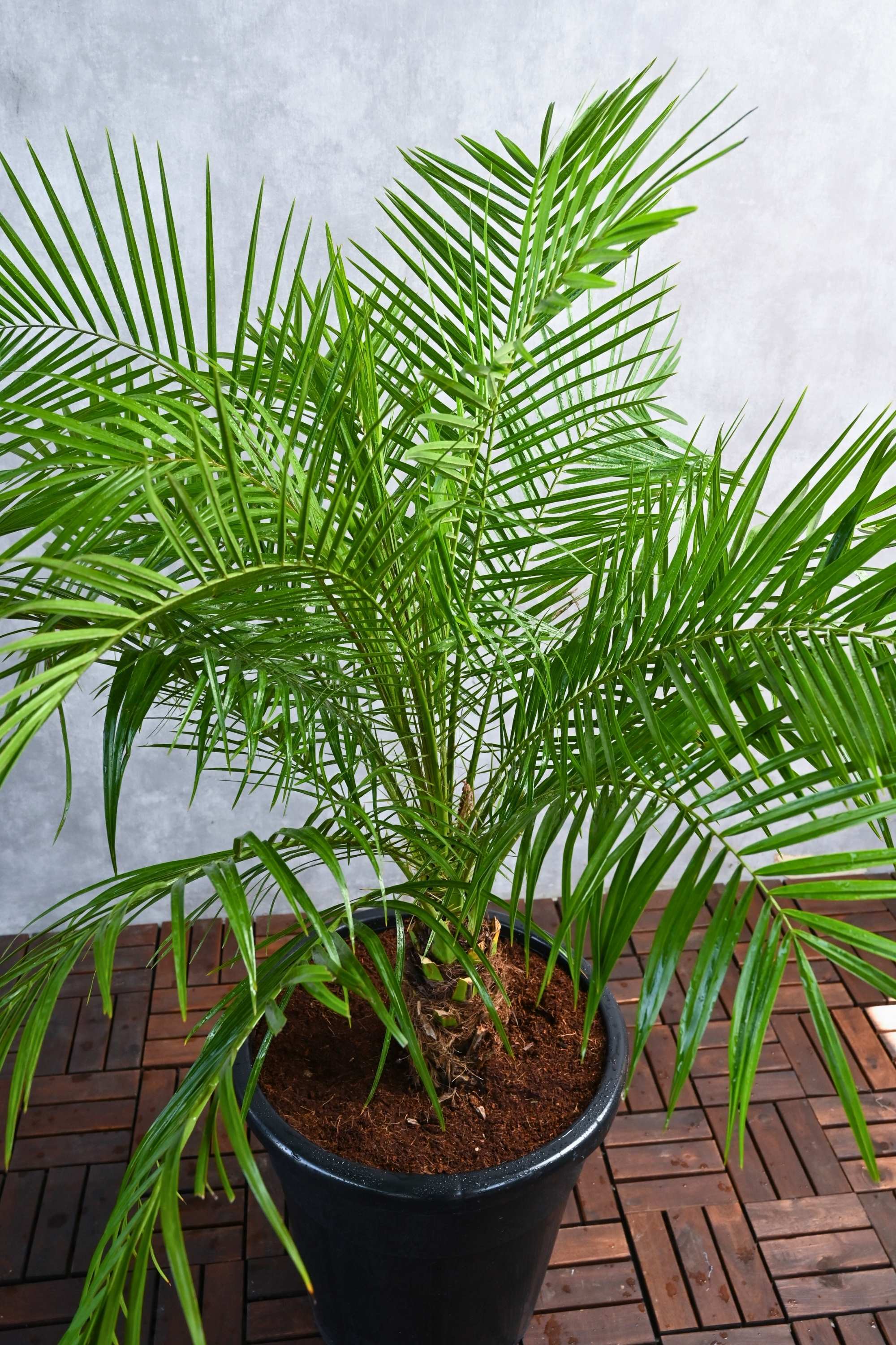 Outdoor Plant Phoenix roebelenii Phoenix roebelenii