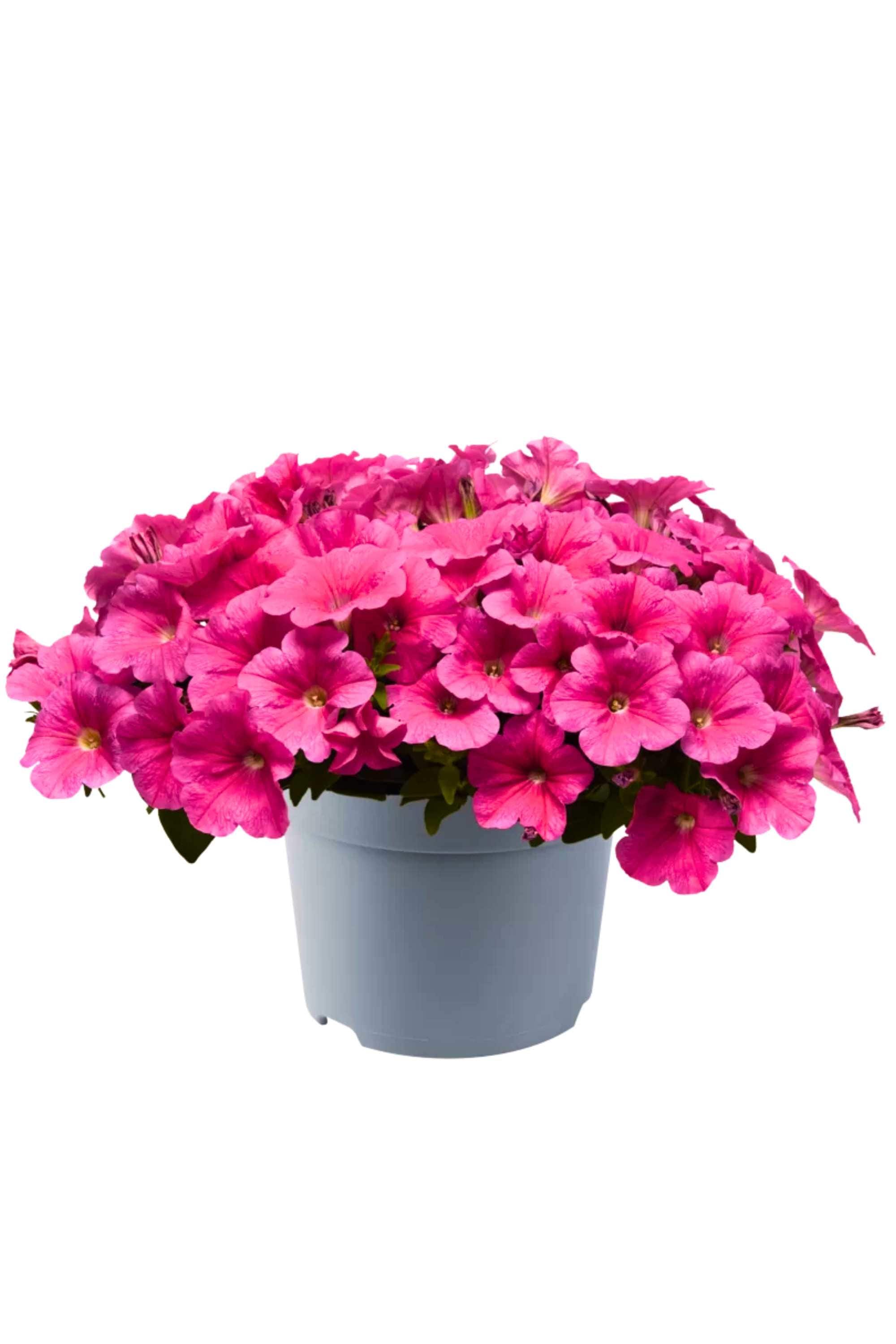 Outdoor Plant Pink / Small 10 x 15 cms Petunia hybrida Petunia hybrida