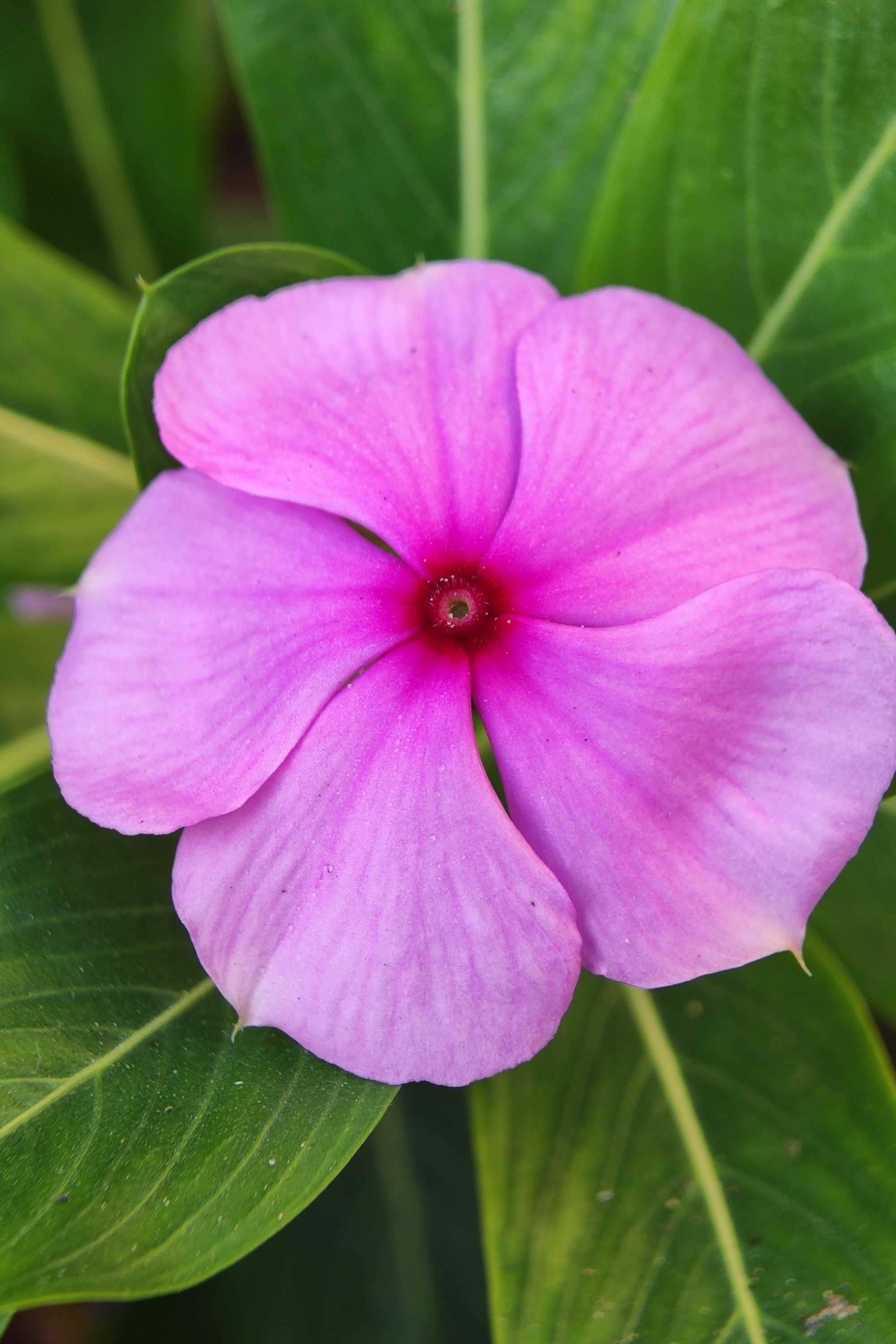 Outdoor Plant Pink / Small v9 Pot Catharanthus roseus Catharanthus roseus