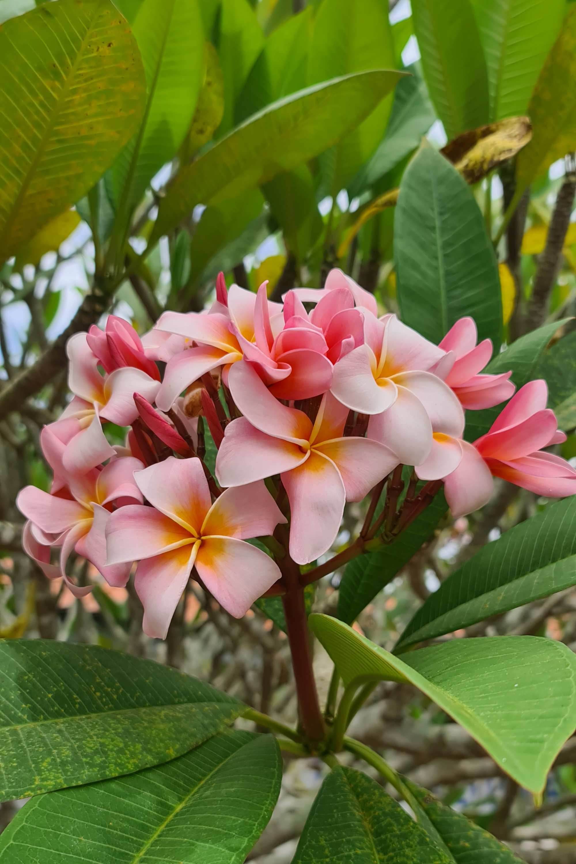 Outdoor Plant Plumeria rubra Plumeria rubra
