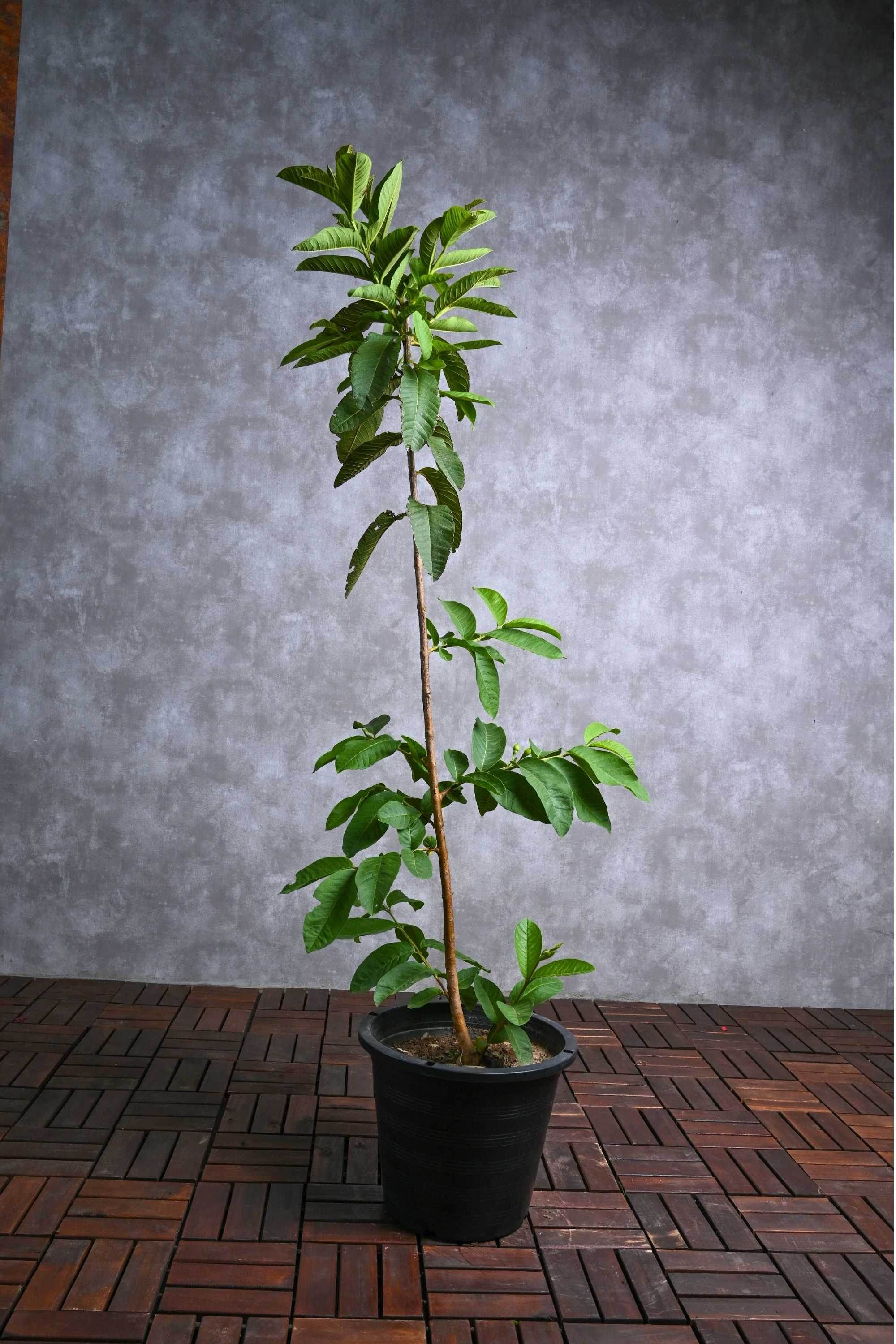 Outdoor Plant Psidium guajava Psidium guajava