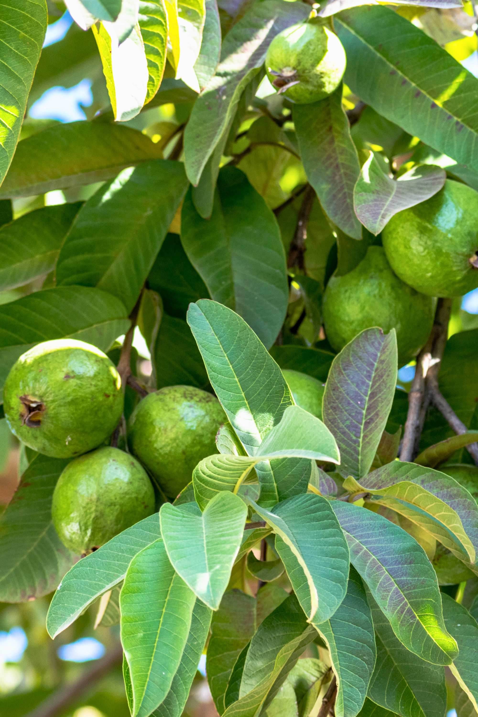 Outdoor Plant Psidium guajava Psidium guajava