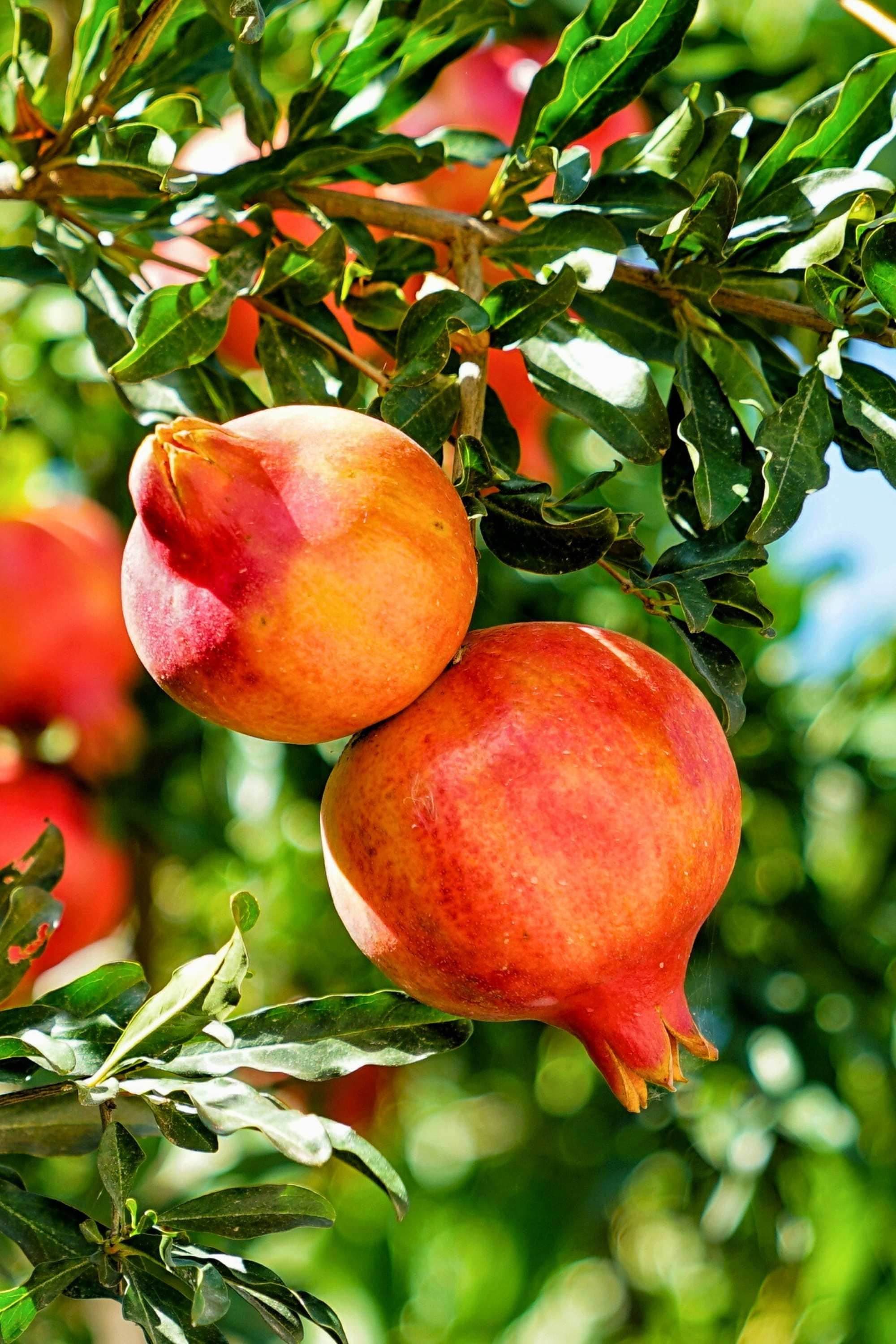 Outdoor Plant Punica granatum Punica granatum