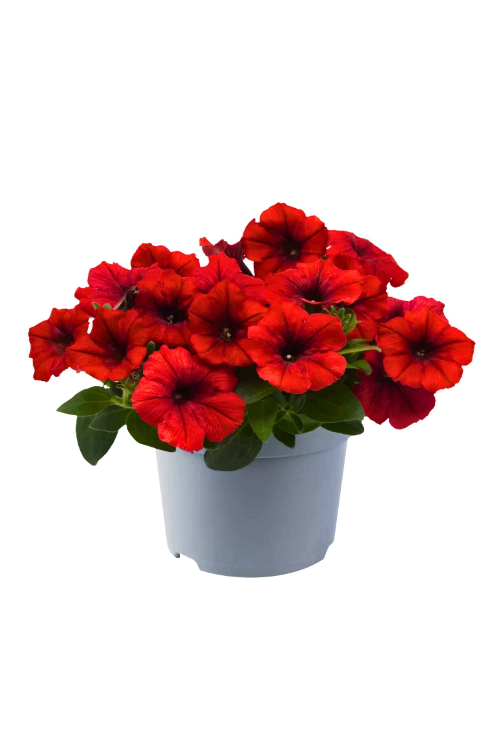 Outdoor Plant Red / Small 10 x 15 cms Petunia hybrida Petunia hybrida
