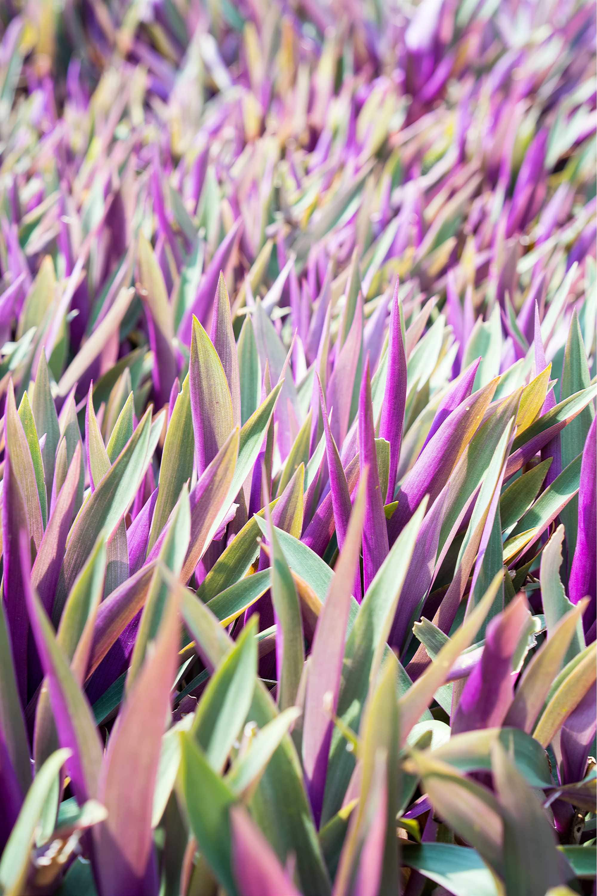 Outdoor Plant Rhoeo Discolor Rhoeo Discolor