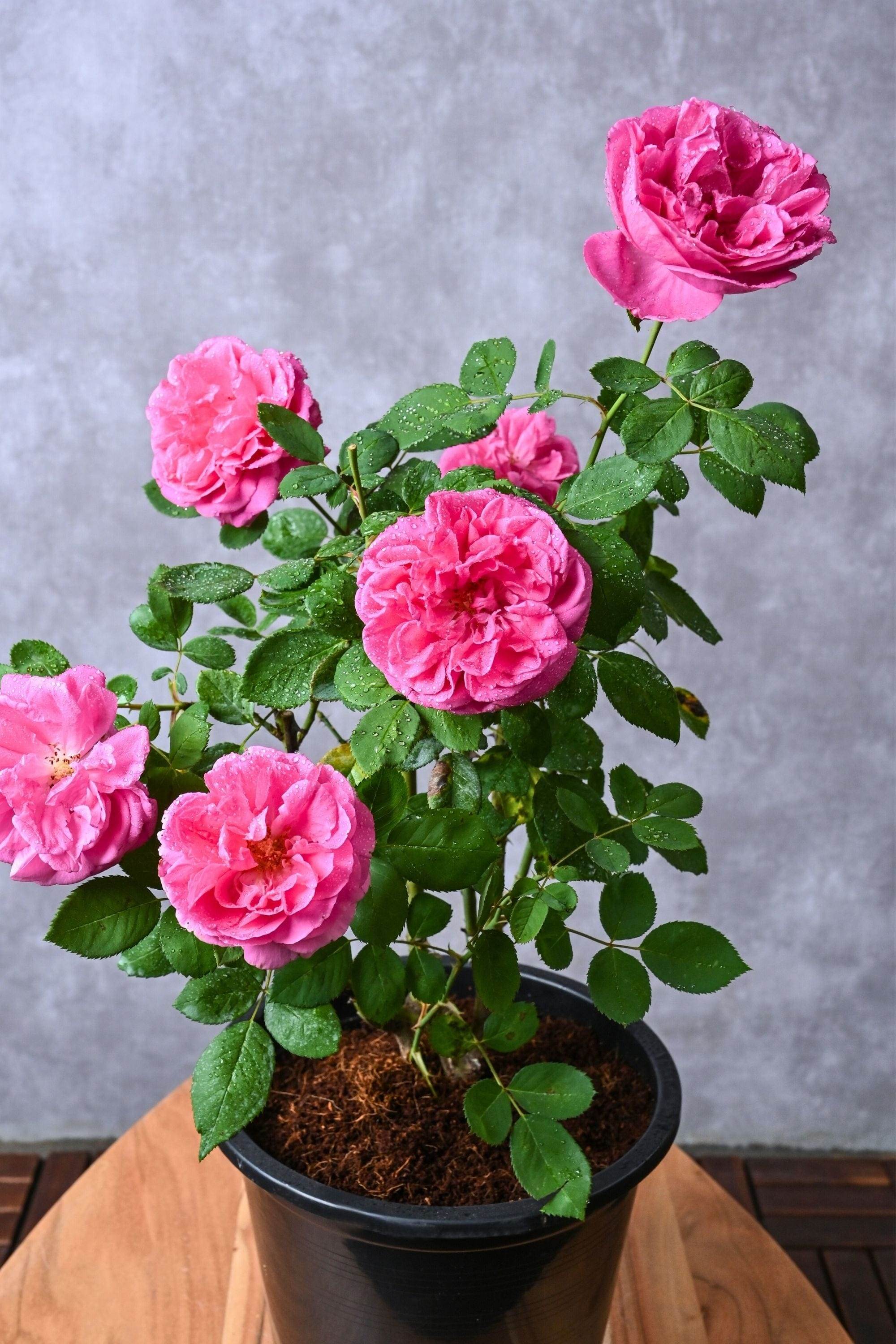 Outdoor Plant Rosa spp. Rosa spp.