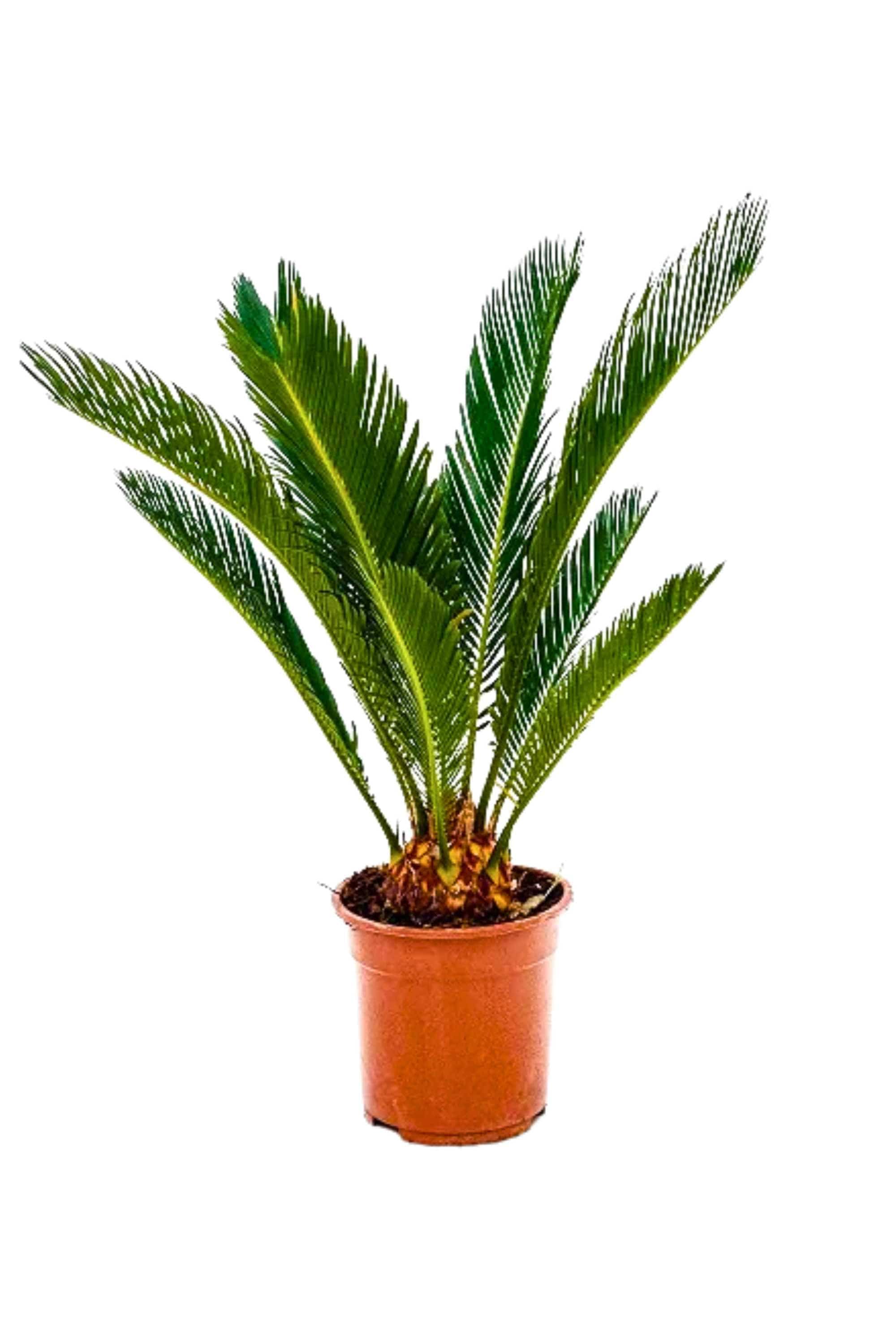 Outdoor Plant Sago Palm Sago Palm