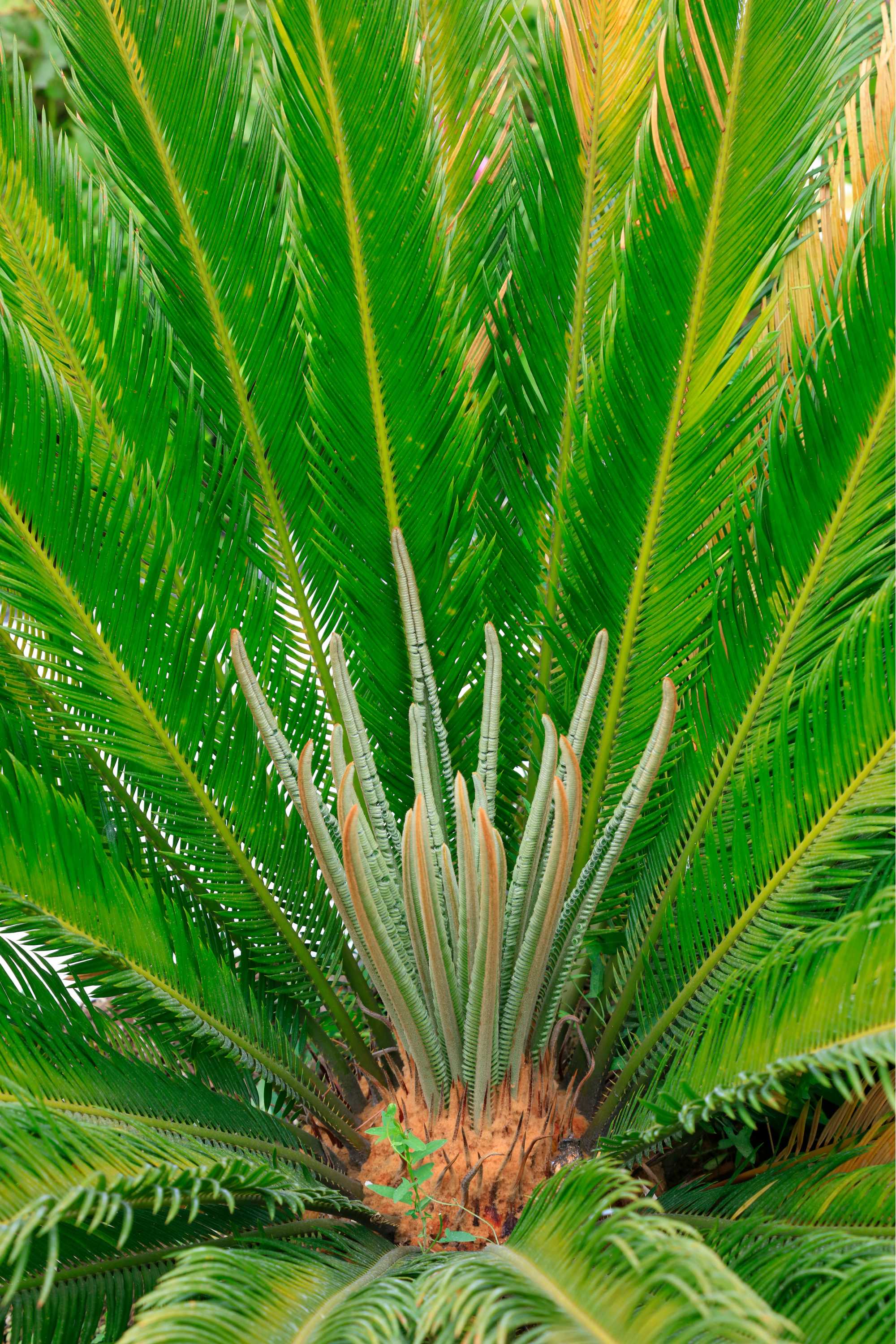 Outdoor Plant Sago Palm Sago Palm