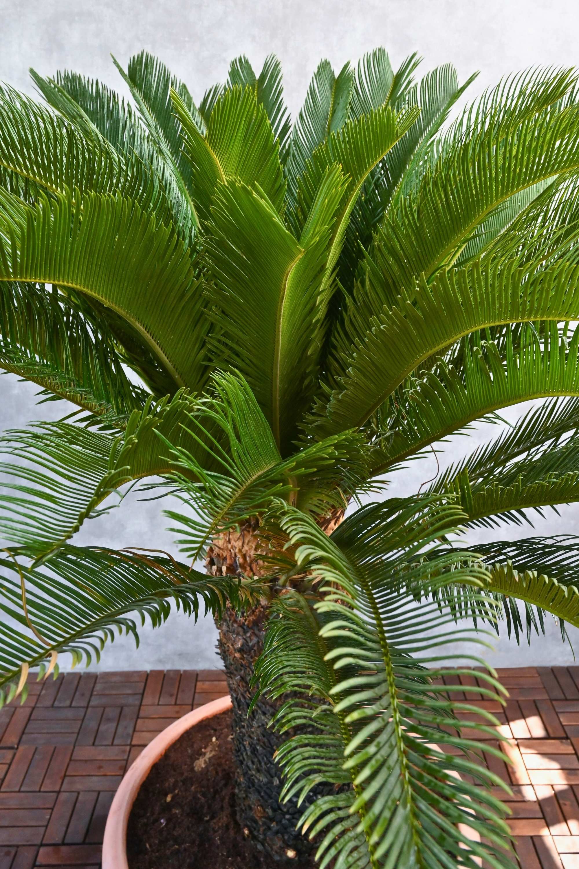 Outdoor Plant Sago Palm Sago Palm