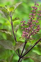 Outdoor Plant Small 15-20 cms Ocimum tenuiflorum Ocimum tenuiflorum