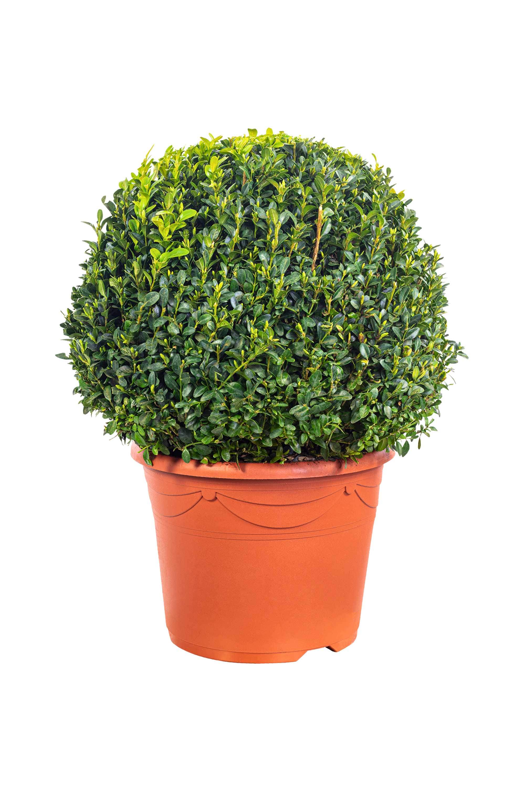 Outdoor Plant Small 20-25 cms Buxus Sempervirens Buxus Sempervirens
