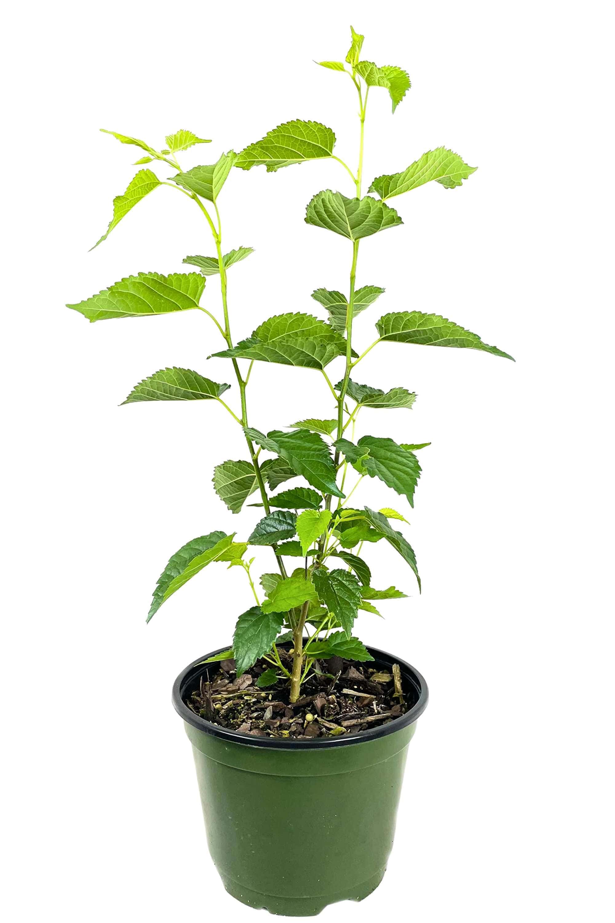 Outdoor Plant Small 20-25 cms Morus rubra Morus rubra