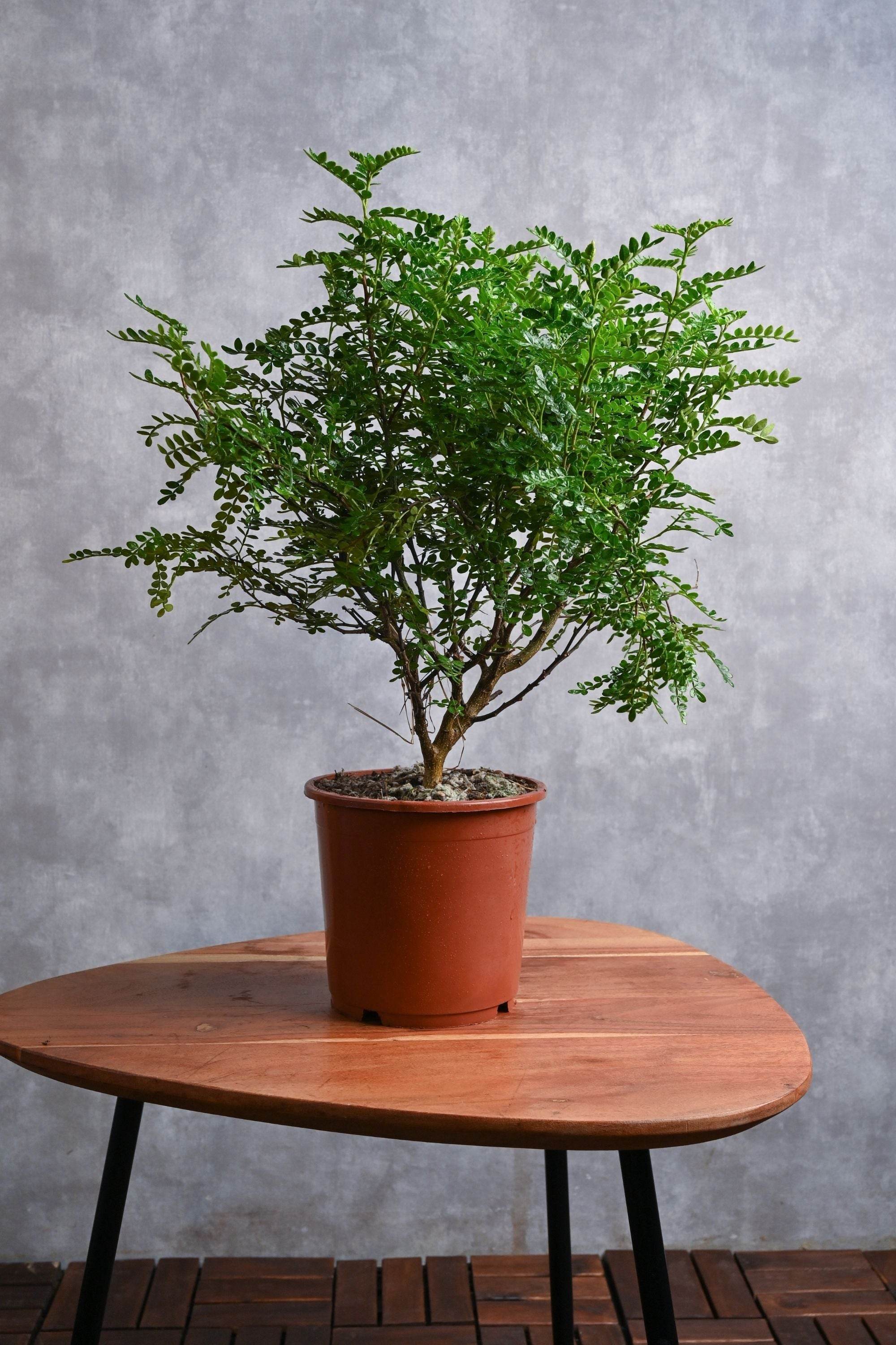 Outdoor Plant Small 20-30 cms / Default Plastic Pot Zanthoxylum Odorum Zanthoxylum Odorum