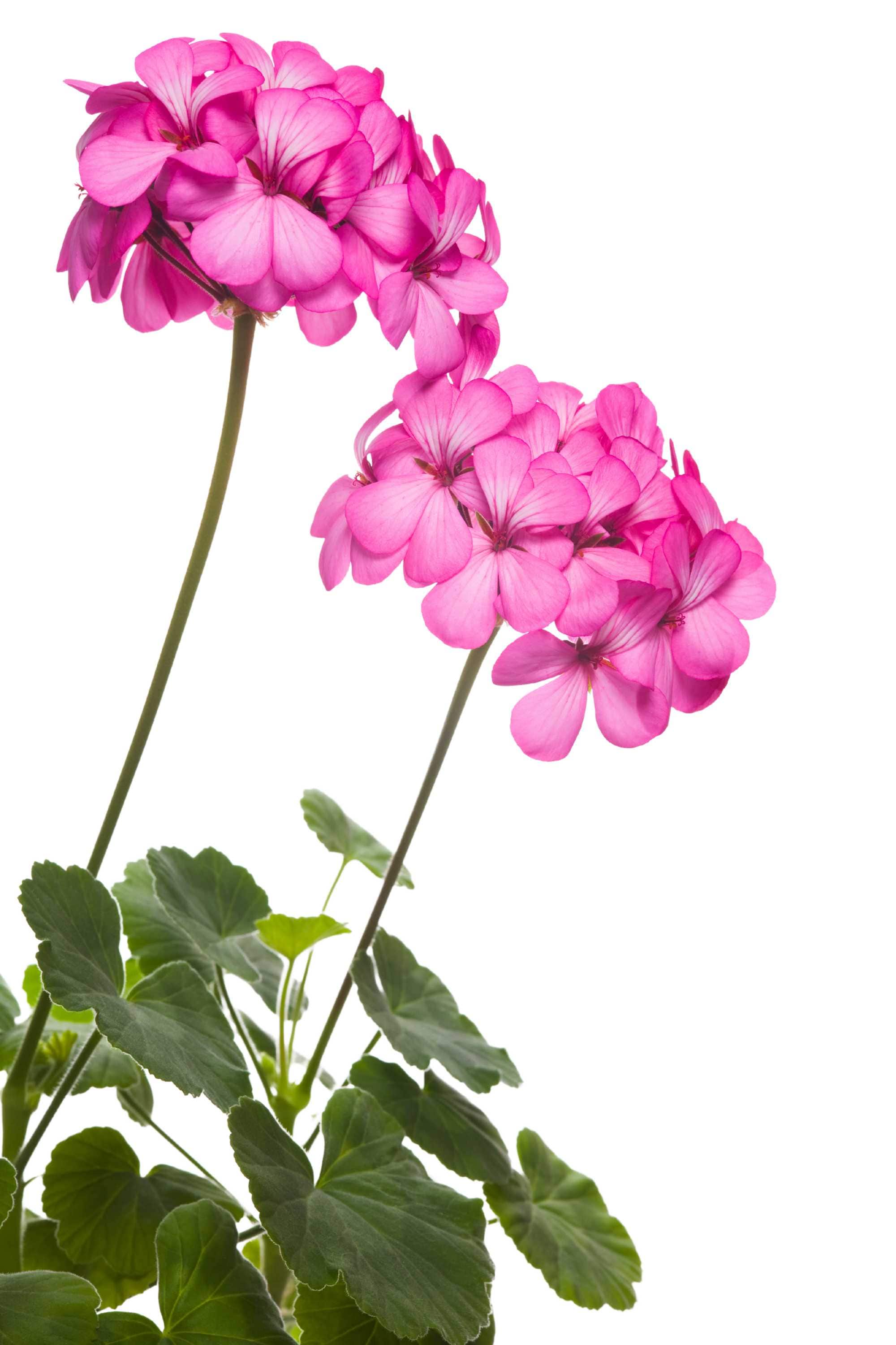 Outdoor Plant Small 20 cms / pink Pelargonium spp. Pelargonium spp.