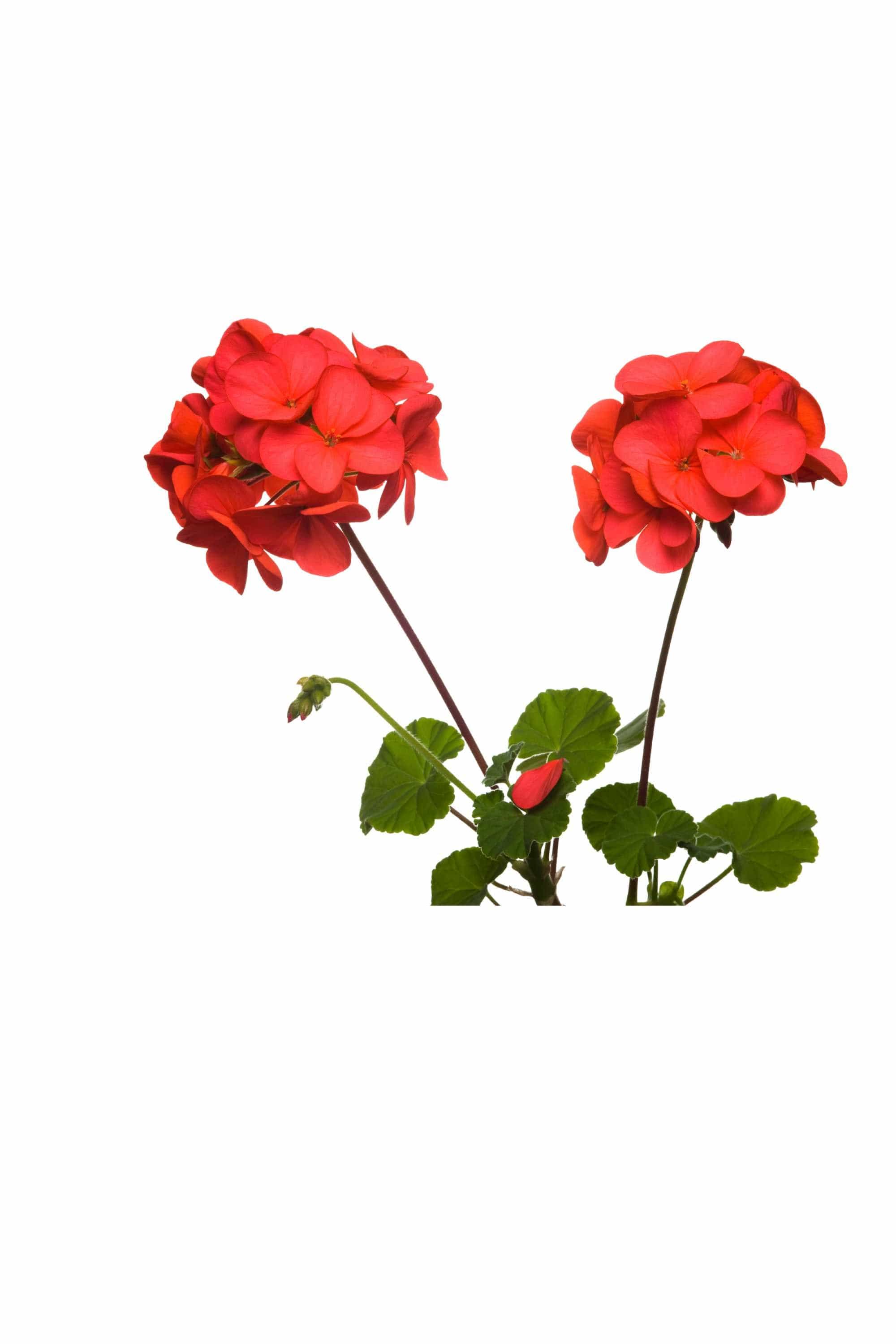 Outdoor Plant Small 20 cms / Red Pelargonium spp. Pelargonium spp.