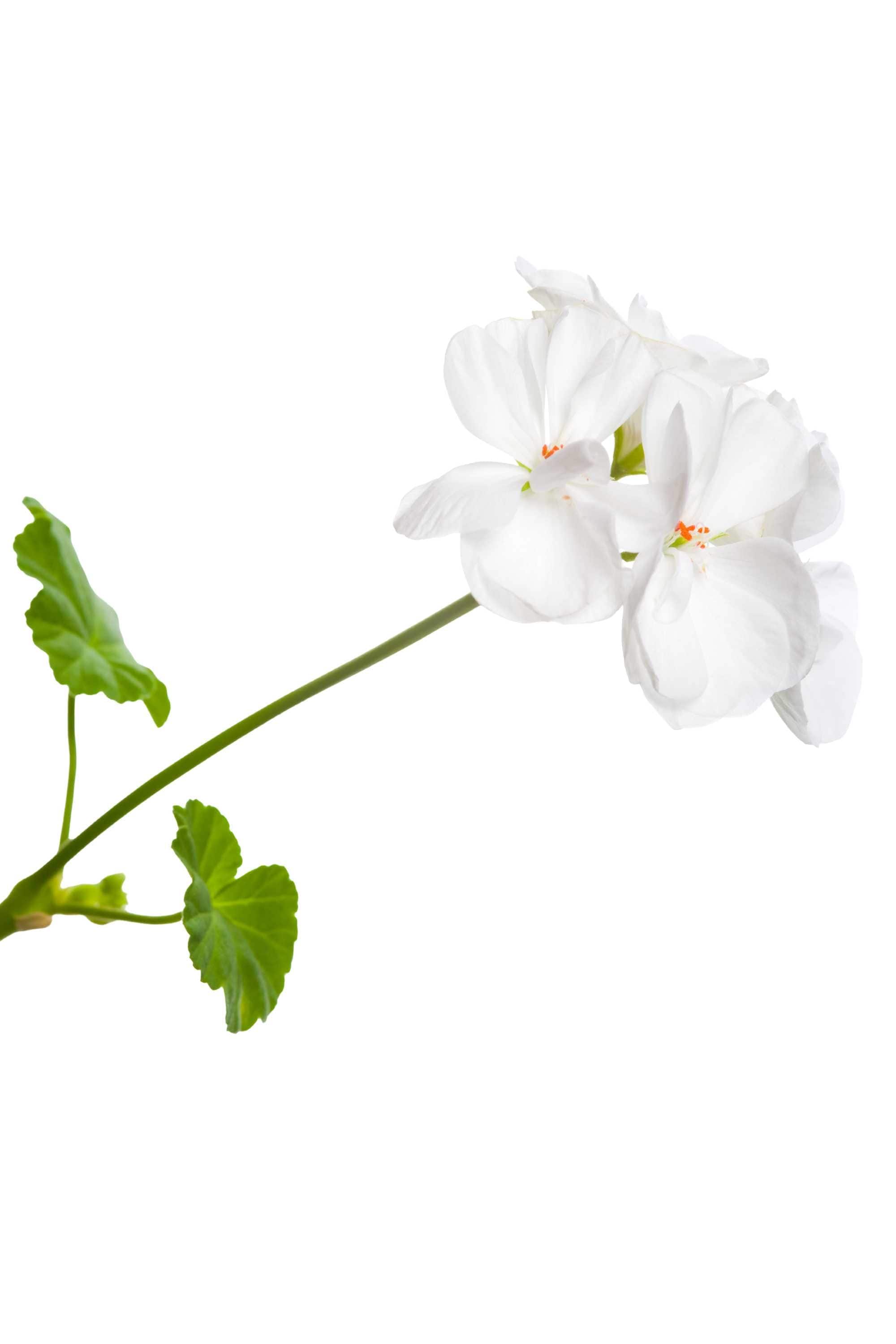 Outdoor Plant Small 20 cms / White Pelargonium spp. Pelargonium spp.