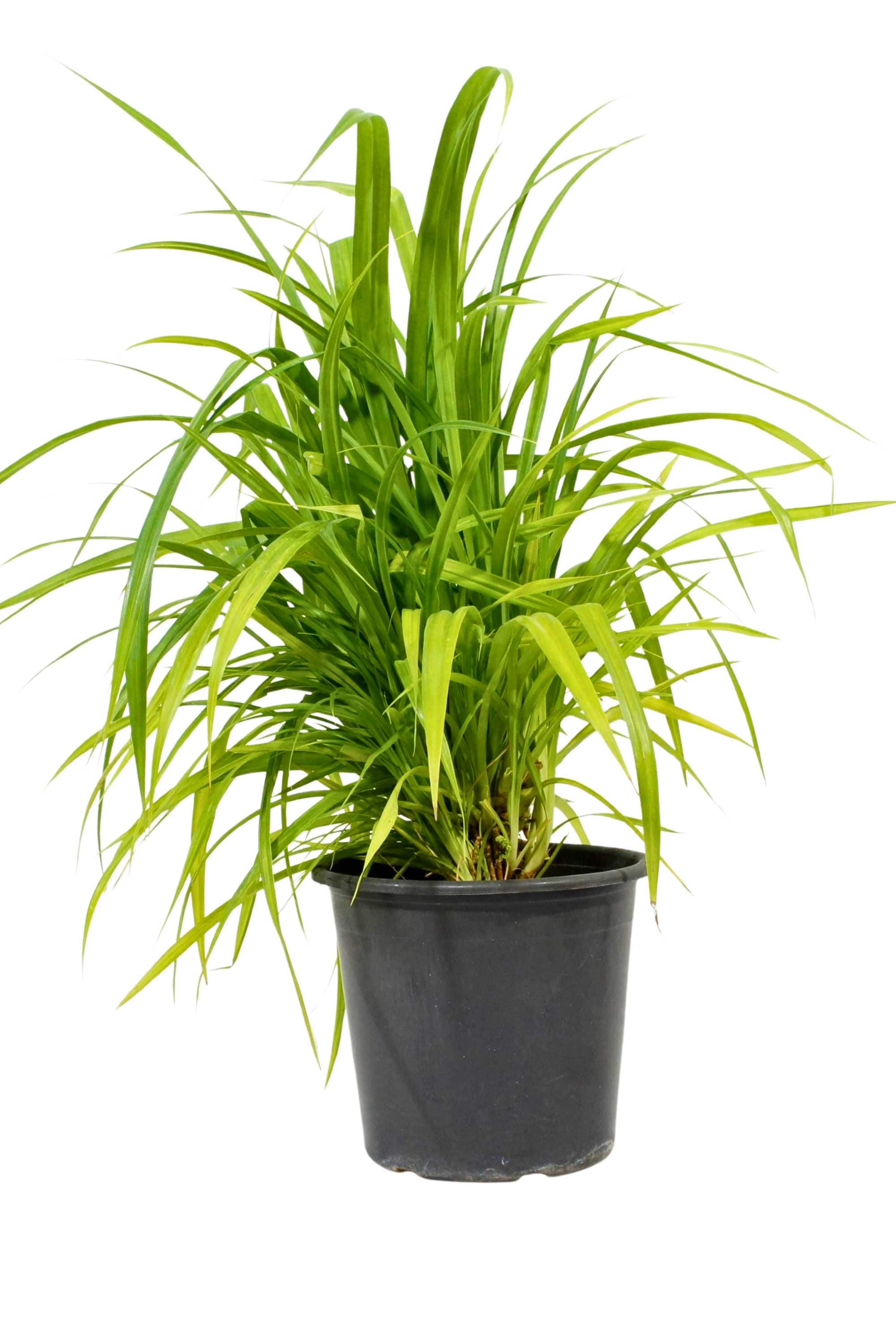 Outdoor Plant Small - 30-35cms Pandanus spp Pandanus spp