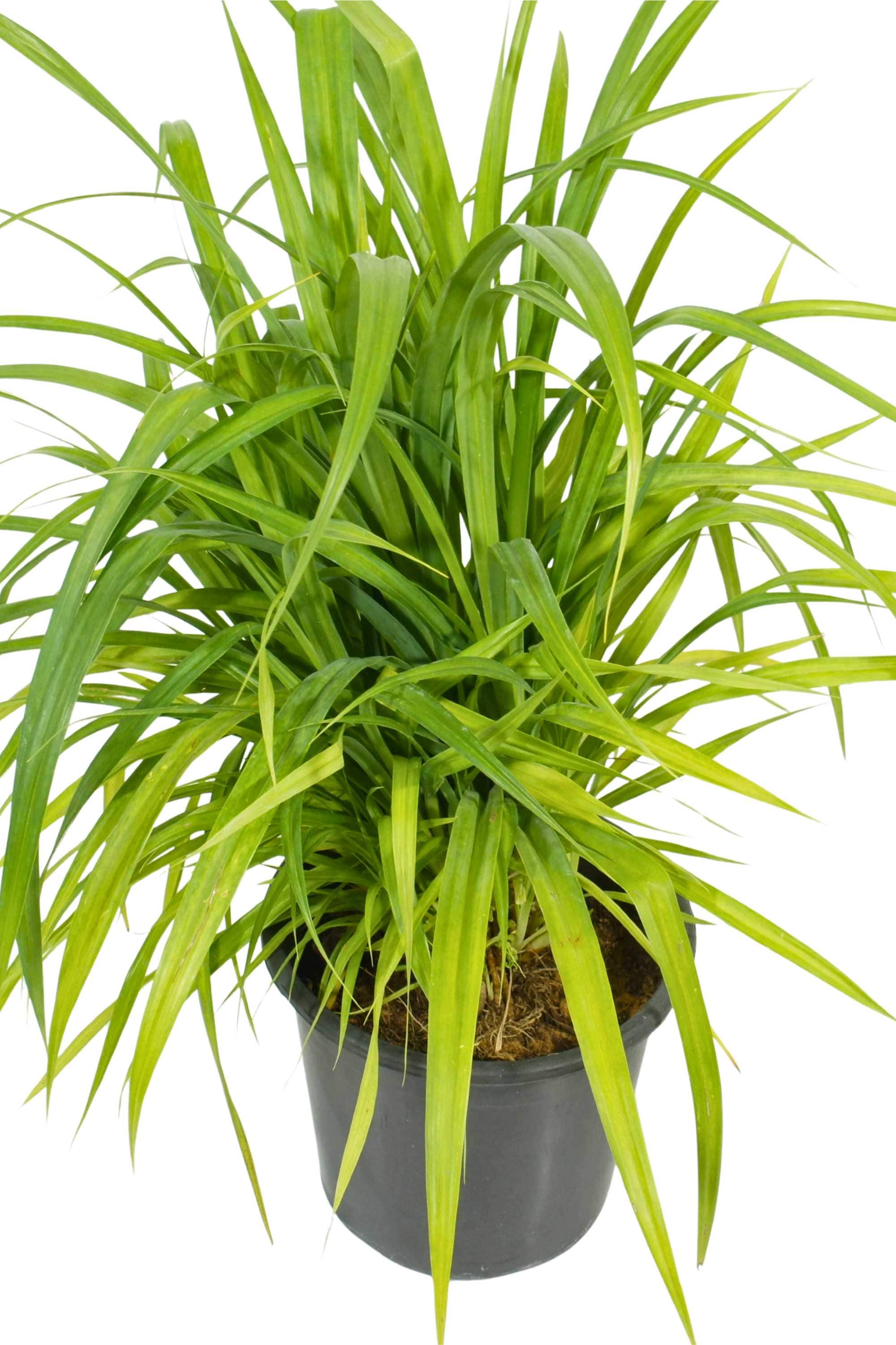 Outdoor Plant Small - 30-35cms Pandanus spp Pandanus spp