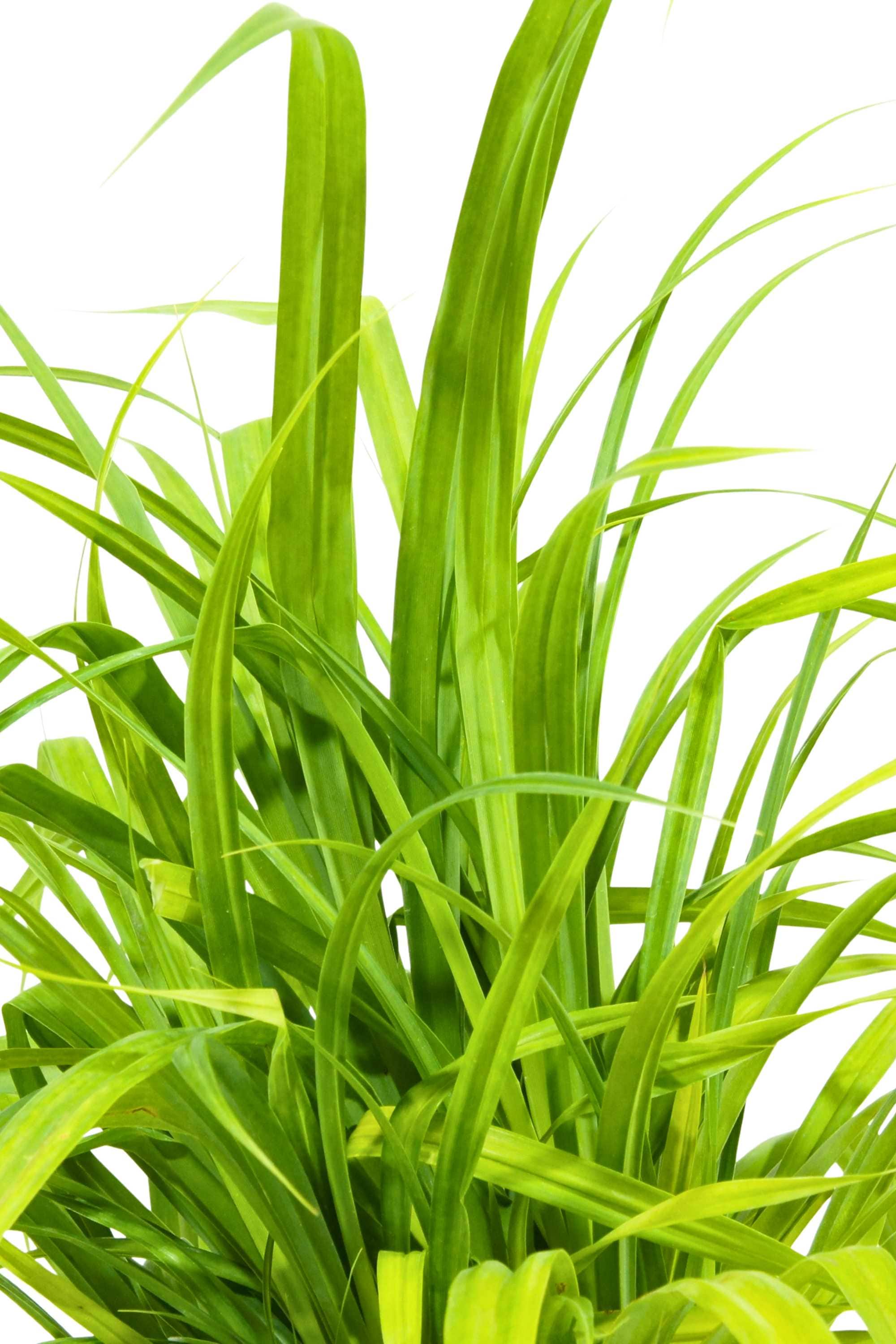 Outdoor Plant Small - 30-35cms Pandanus spp Pandanus spp