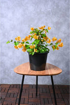 Outdoor Plant Small 30-40 cms Bougainvillea 'California Gold' Bougainvillea 'California Gold'
