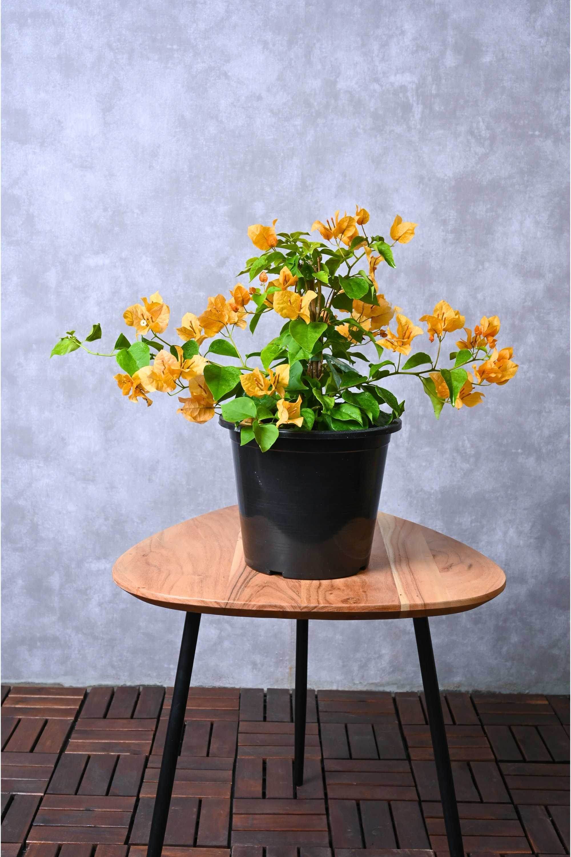 Outdoor Plant Small 30-40 cms Bougainvillea 'California Gold' Bougainvillea 'California Gold'