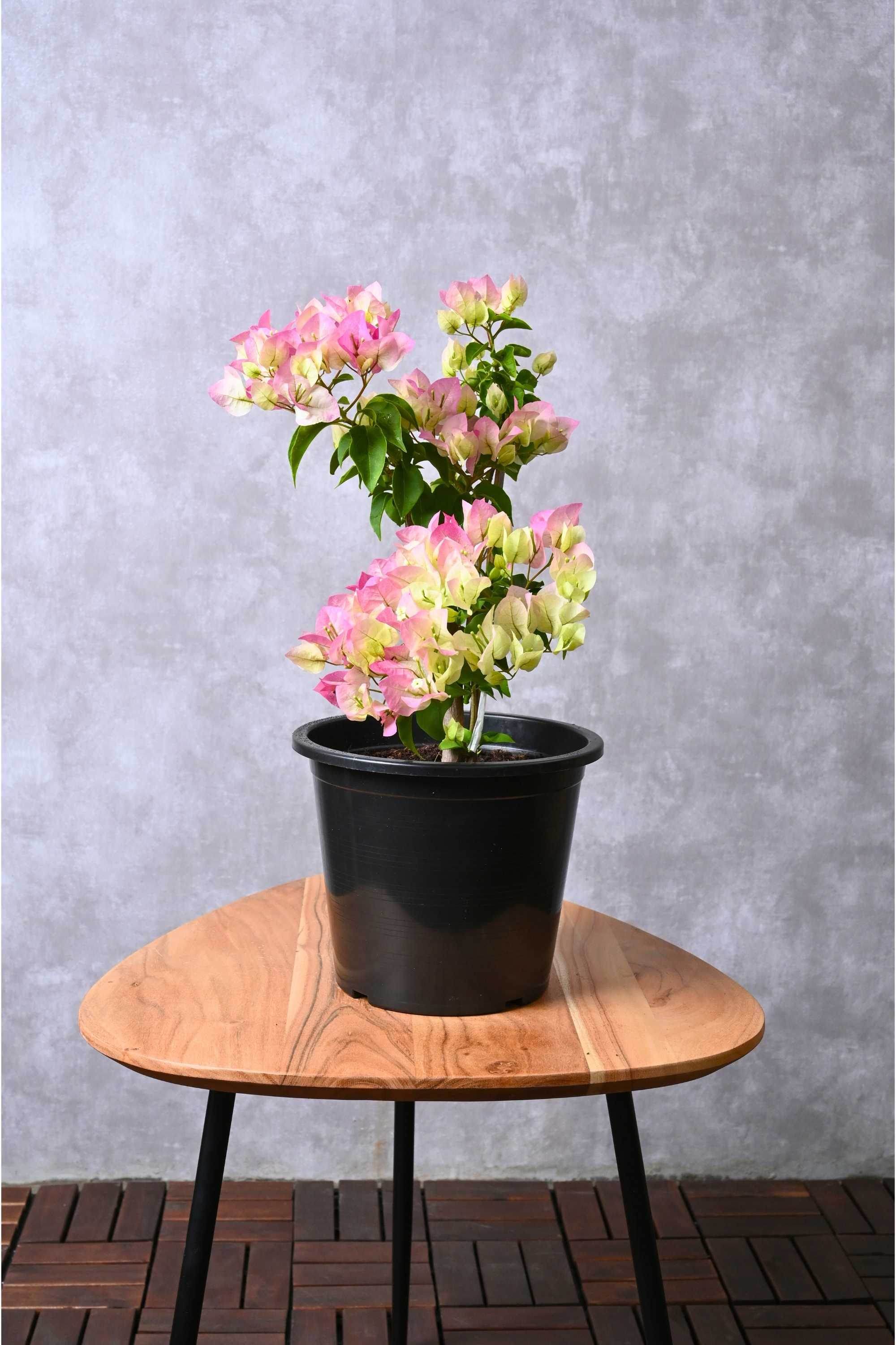 Outdoor Plant Small 30-40 cms / Coco Ice Bougainvillea Spp Bougainvillea Spp