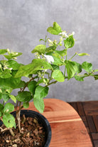 Outdoor Plant Small 30-40 cms / Default Plastic Pot Jasminum sambac Jasminum sambac