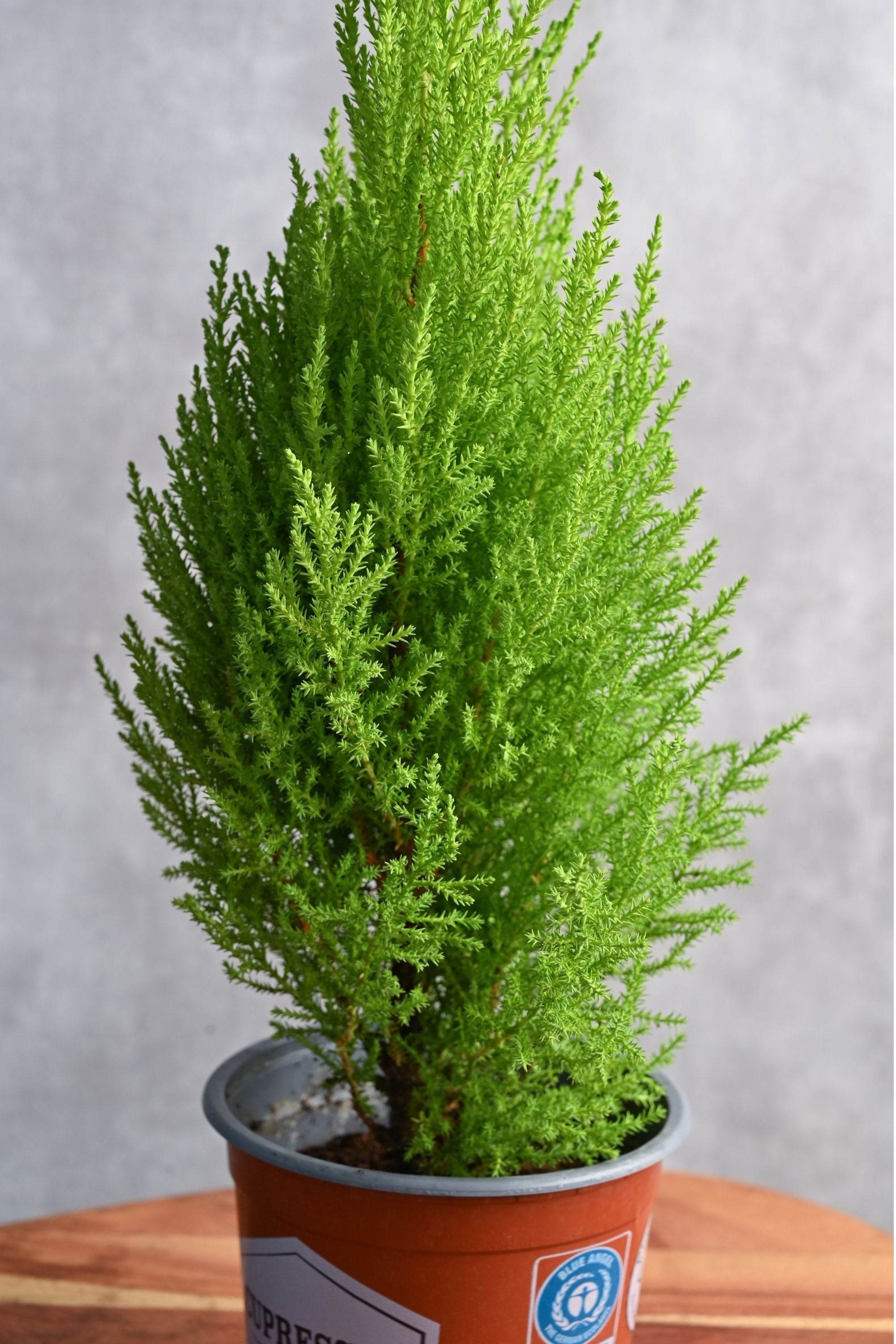 Outdoor Plant Small 40-50 cms Cupressus macrocarpa Cupressus macrocarpa