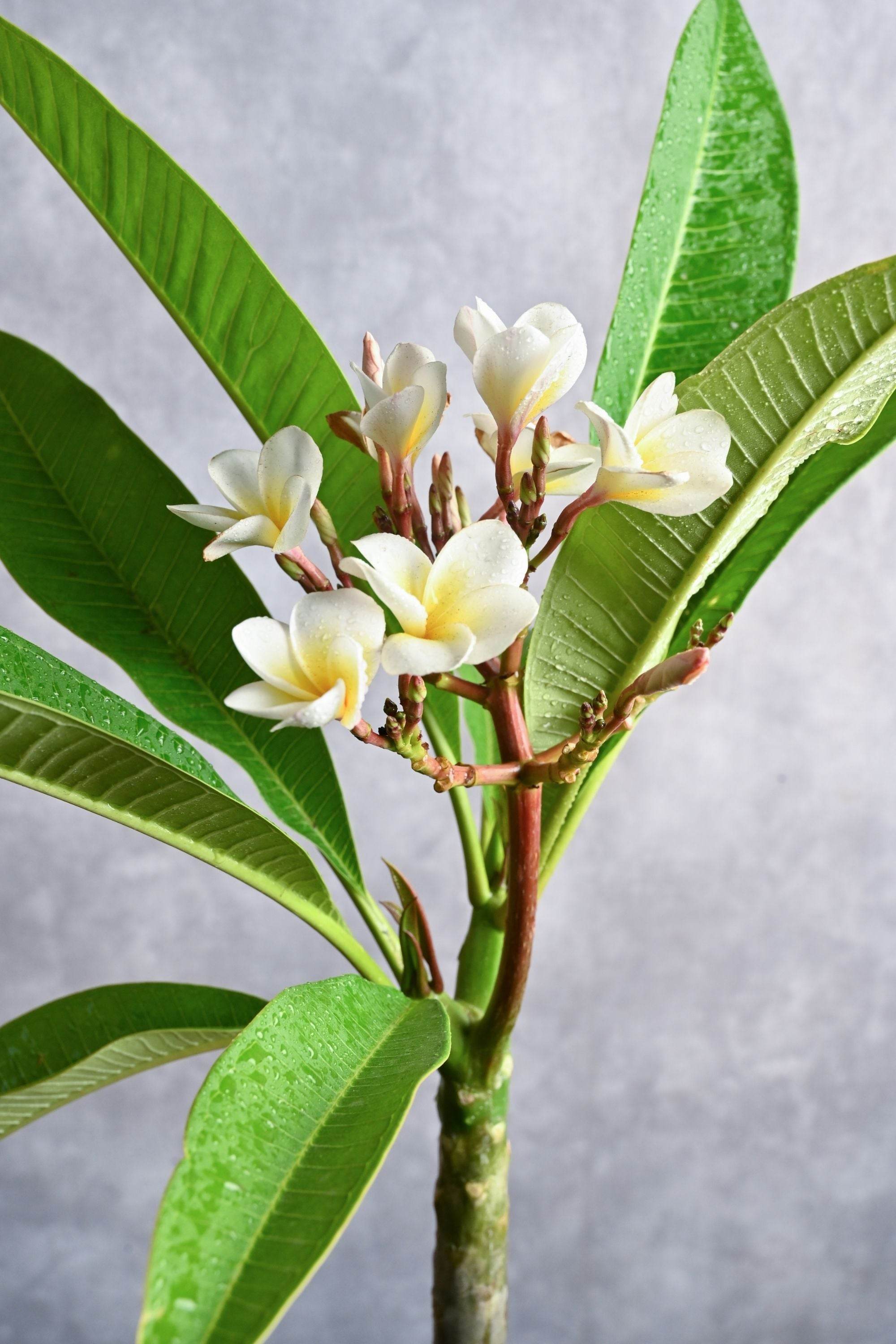 Outdoor Plant Small 60-70 cms / Default Plastic Pot / Yellow Plumeria spp Plumeria spp