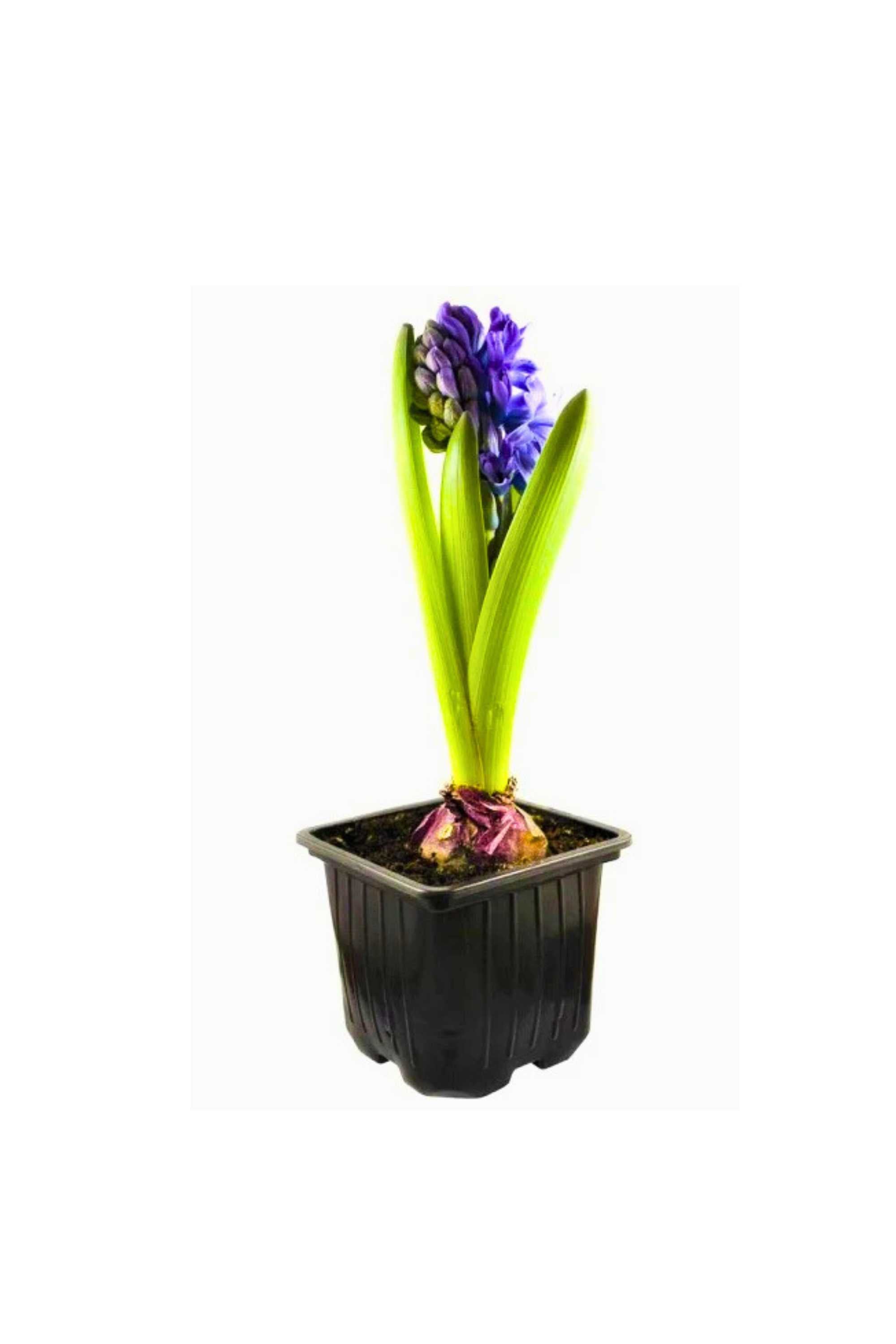 Outdoor Plant Small / Blue Hyacinthus orientalis Hyacinthus orientalis