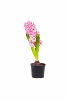 Outdoor Plant Small / Pink Hyacinthus orientalis Hyacinthus orientalis