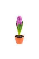 Outdoor Plant Small / Purple Hyacinthus orientalis Hyacinthus orientalis