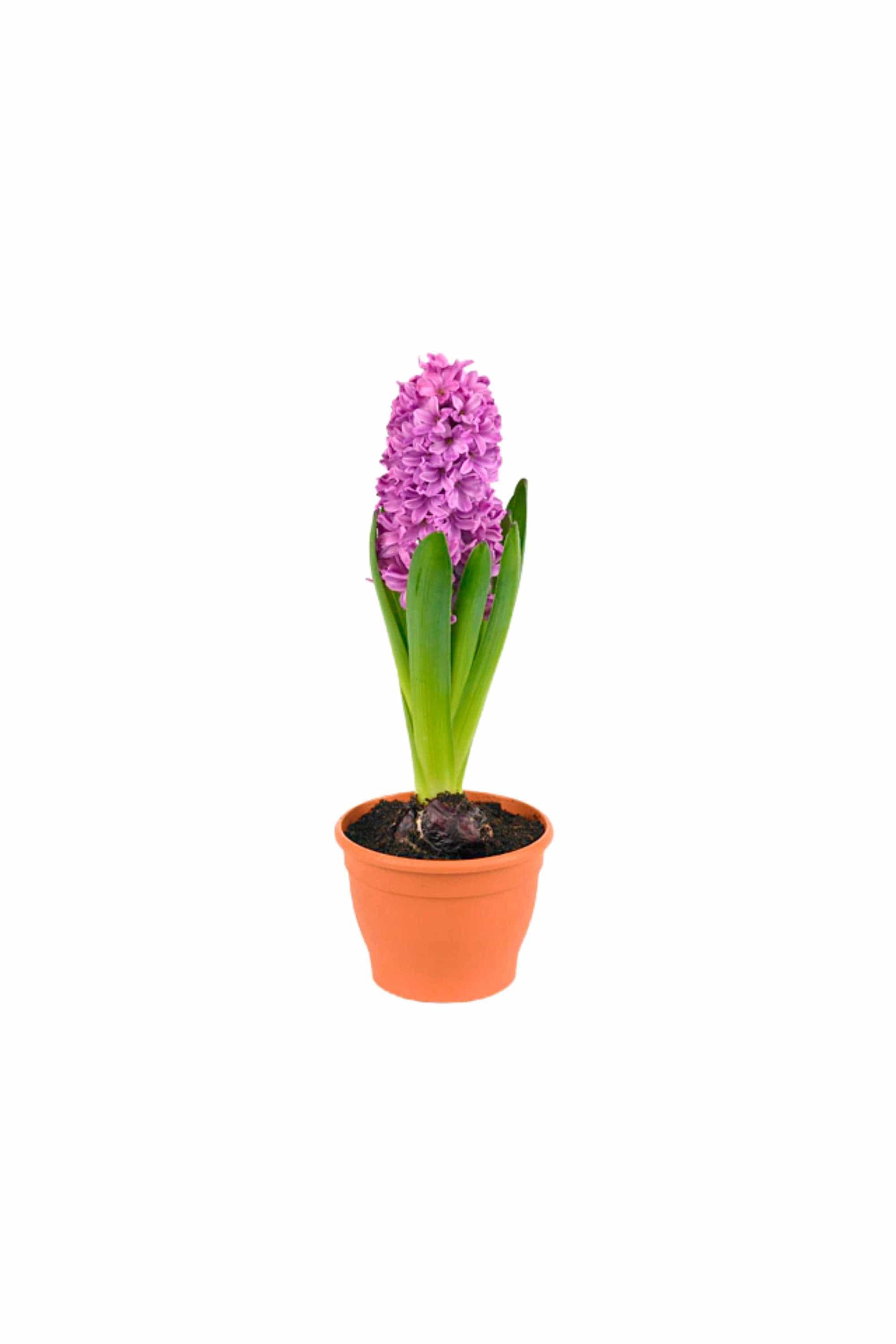Outdoor Plant Small / Purple Hyacinthus orientalis Hyacinthus orientalis