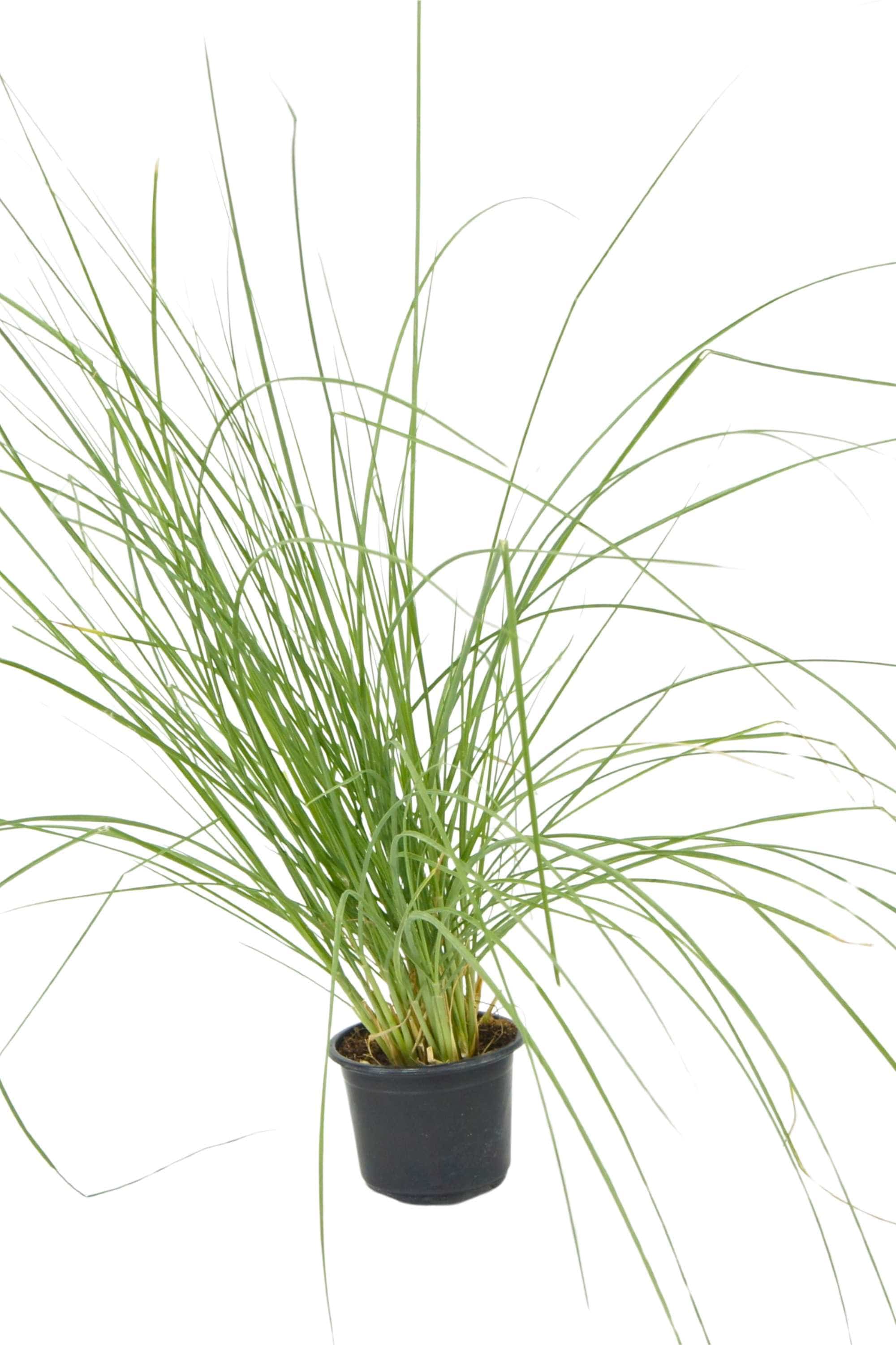 Outdoor Plant Small V9 Pot 10-20 cms Pennisetum setaceum Pennisetum setaceum