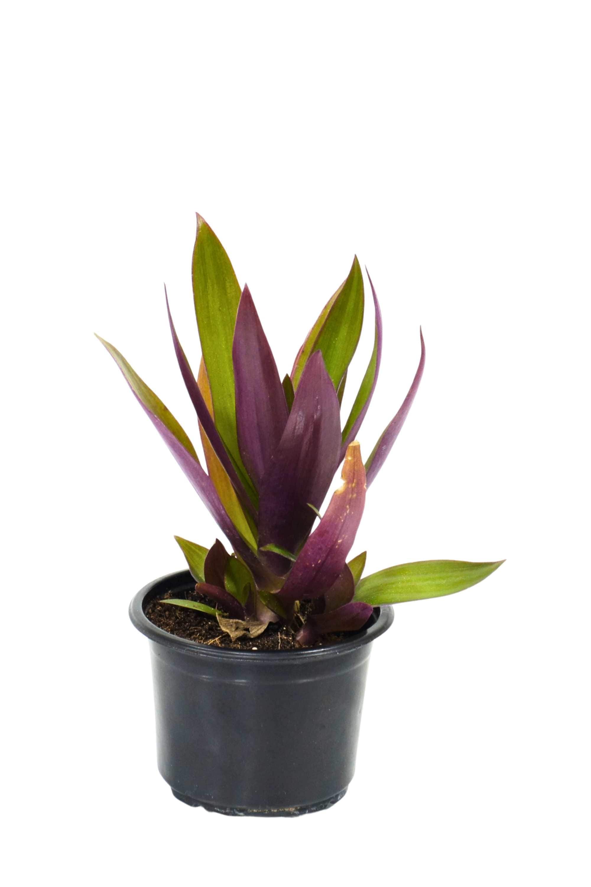 Outdoor Plant Small V9 Pot 10-20 cms Rhoeo Discolor Rhoeo Discolor