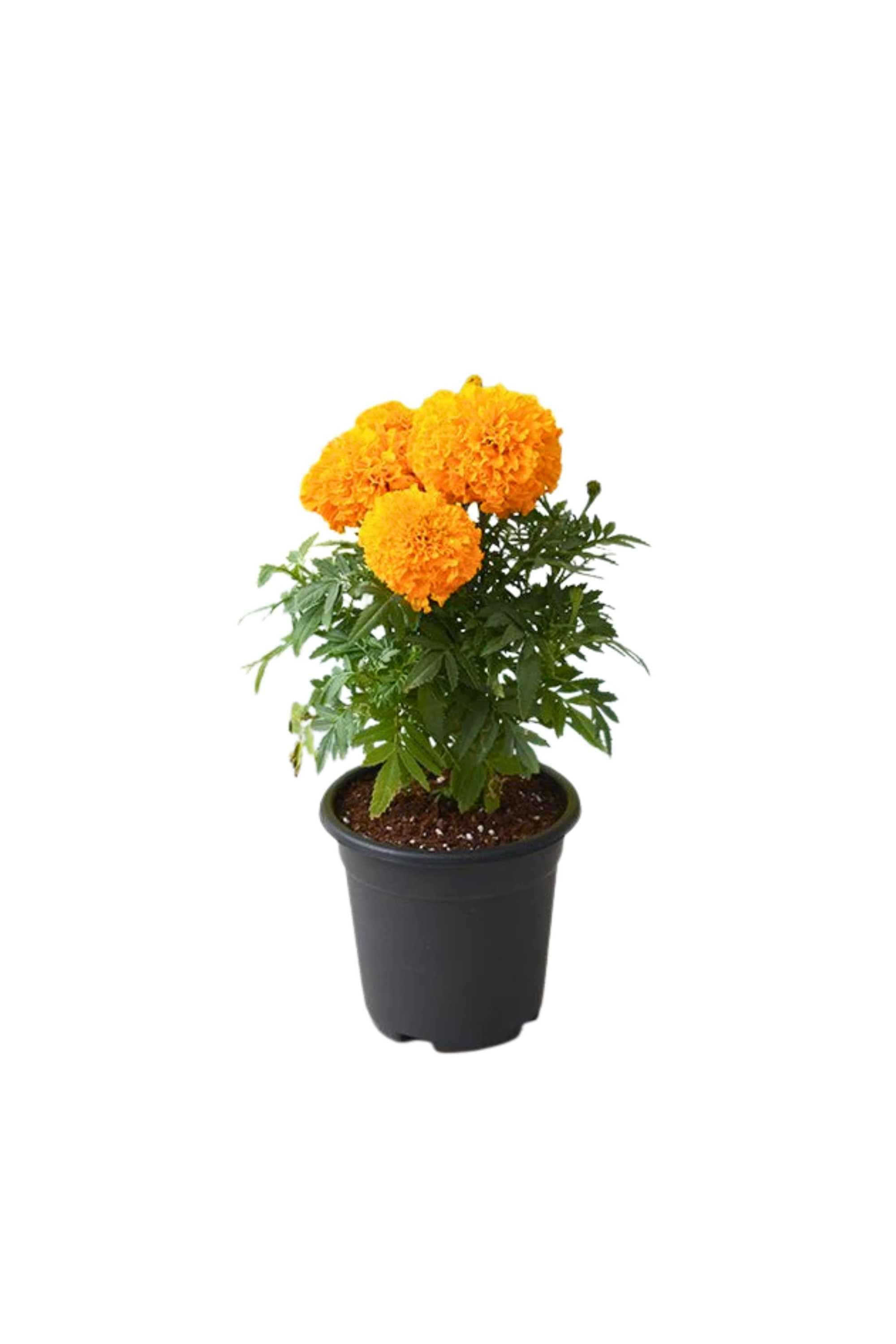 Outdoor Plant Small V9 Pot / Orange Tagetes spp. Tagetes spp.