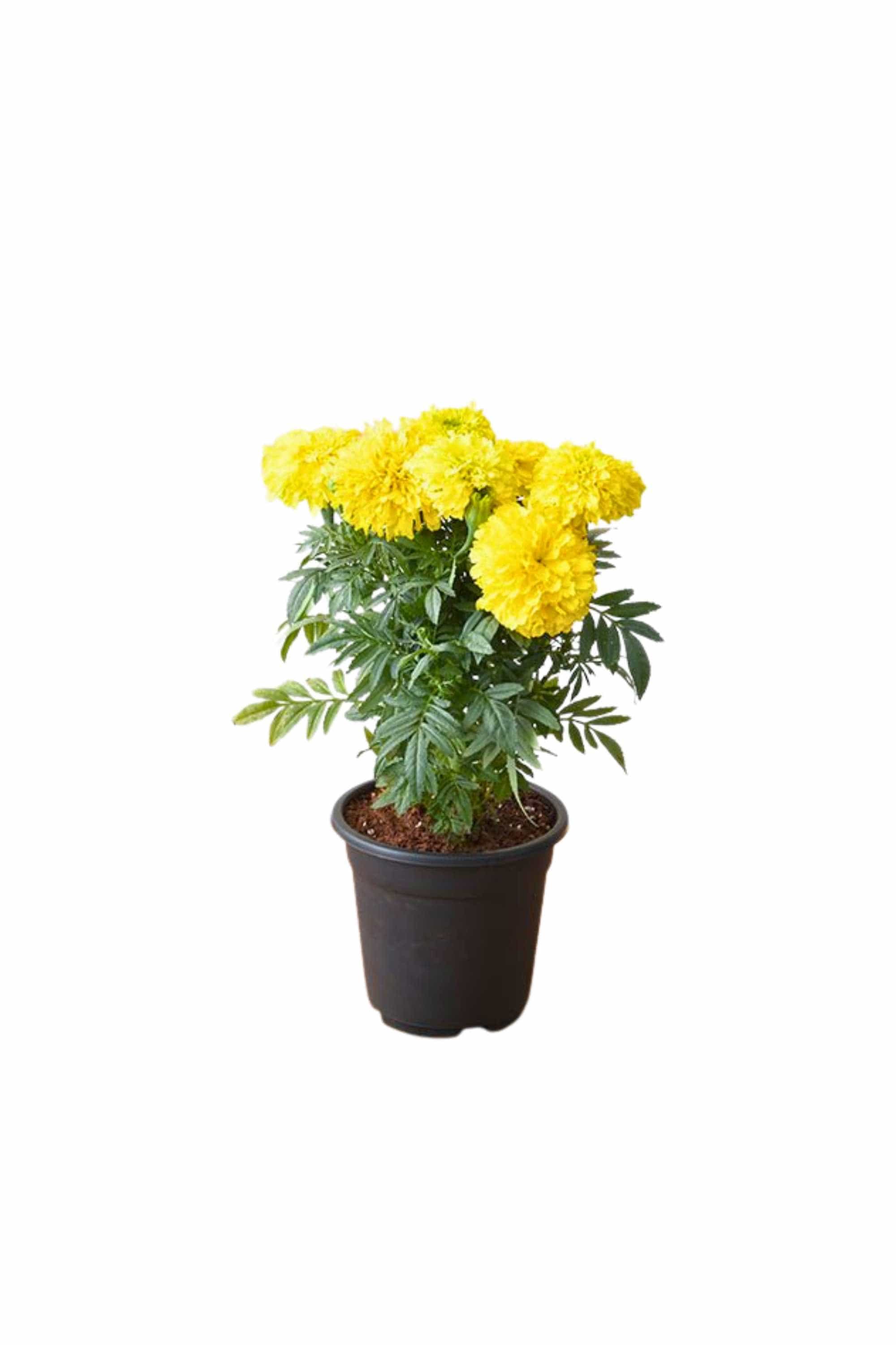 Outdoor Plant Small V9 Pot / Yellow Tagetes spp. Tagetes spp.